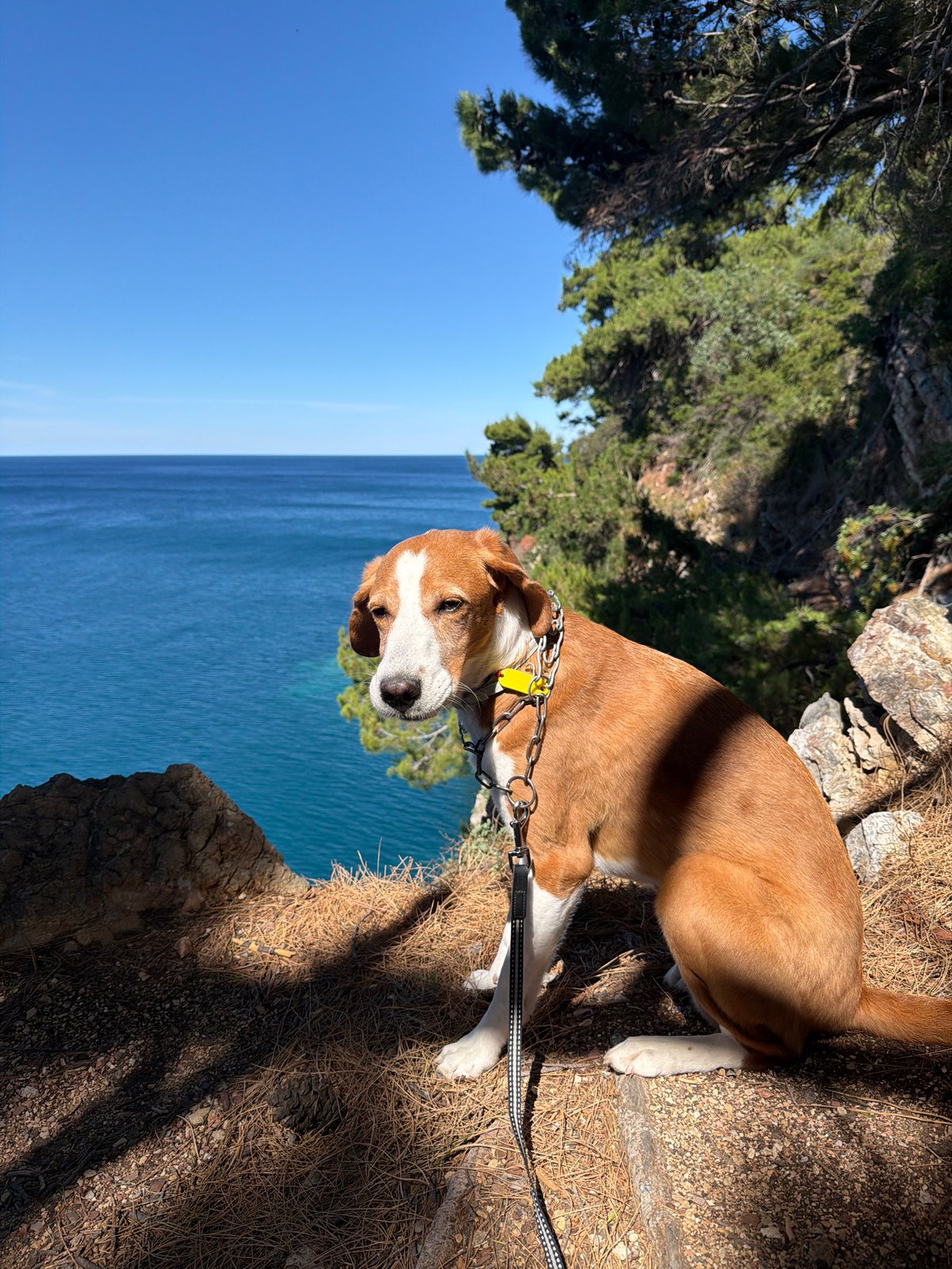 Dog spotted on Montenegro cliffs overlooking Adriatic Sea