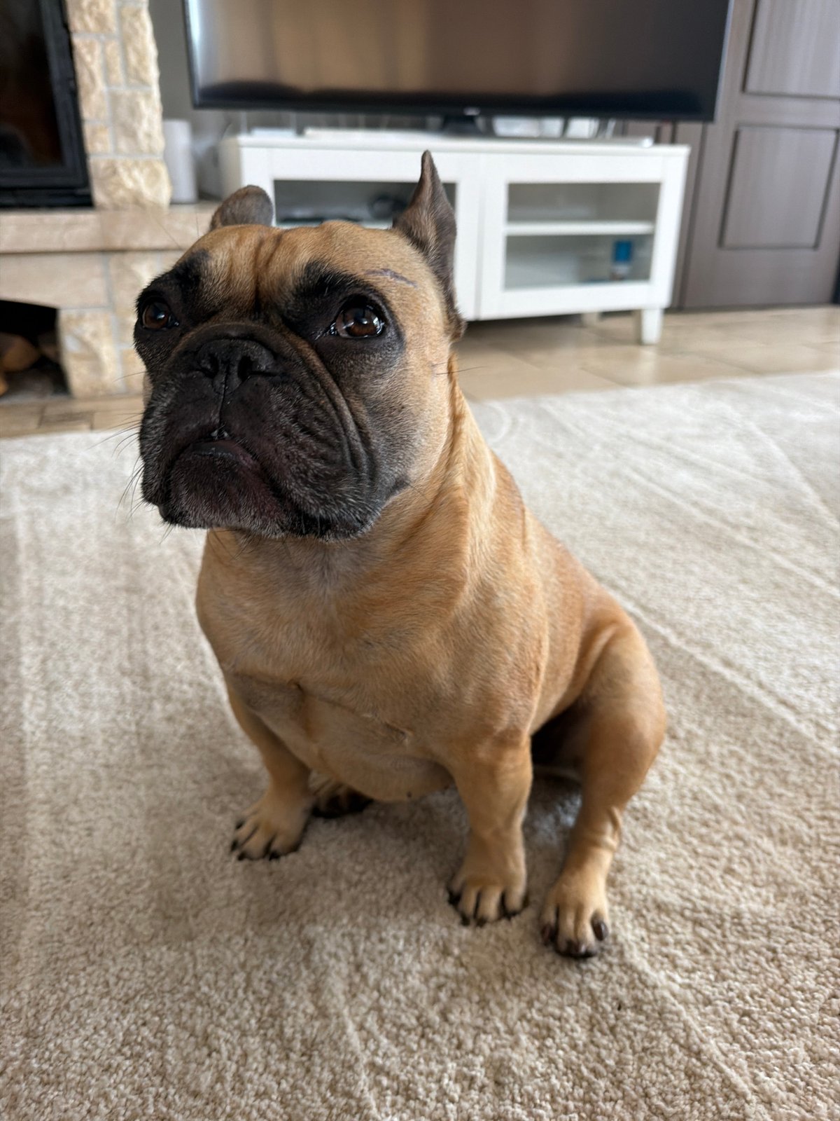 French Bulldog portrait session at a Baloži home