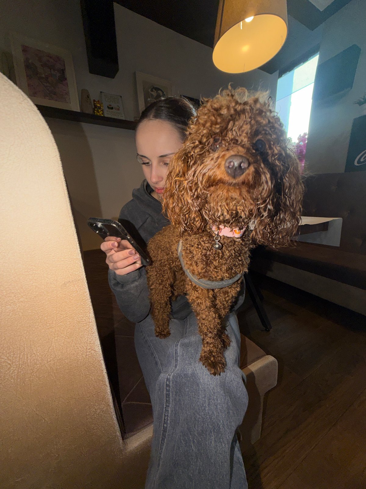 Woman spends afternoon with brown poodle in Sofia apartment