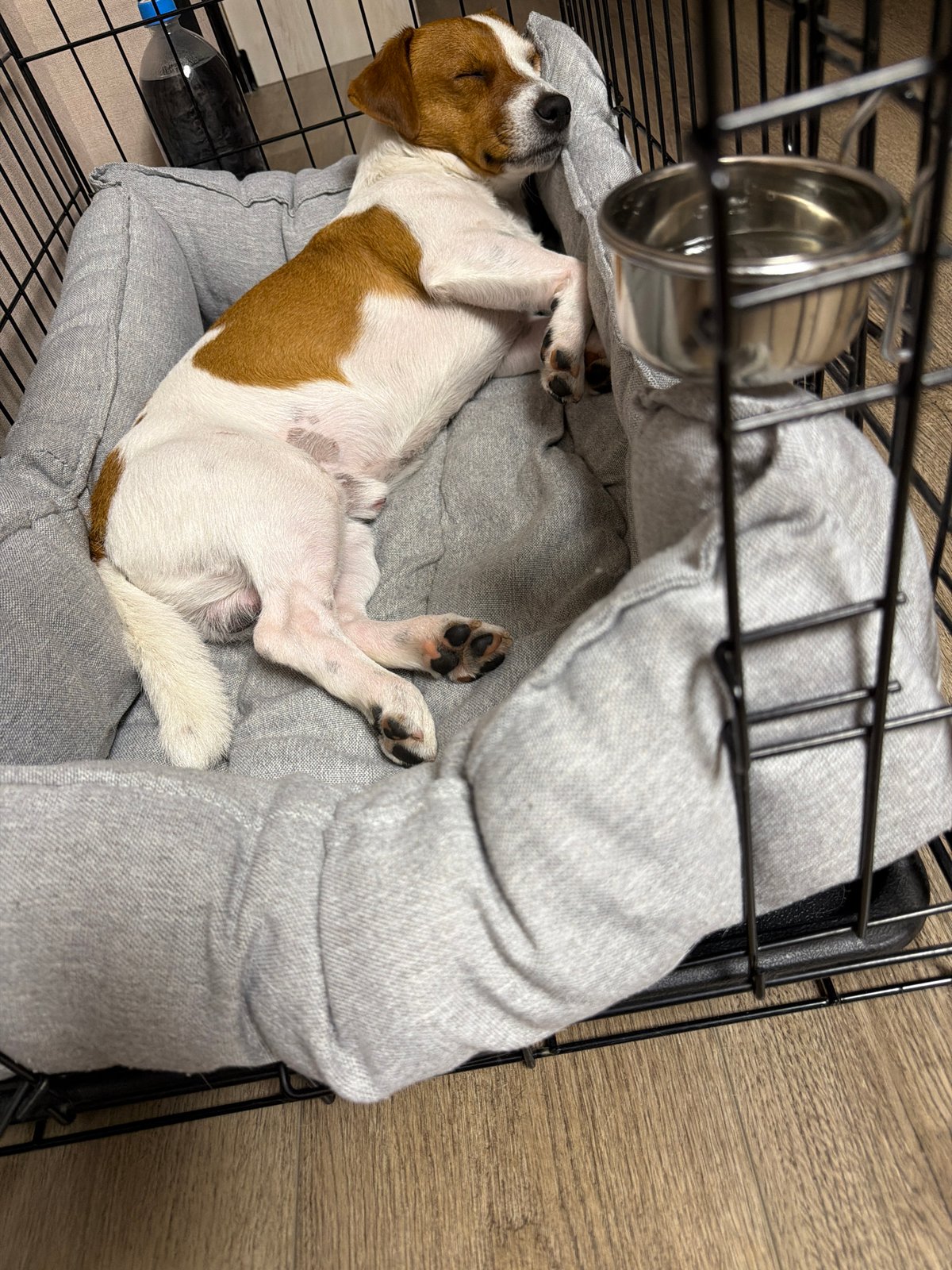 Jack Russell terrier sleeps peacefully in crate in Moscow