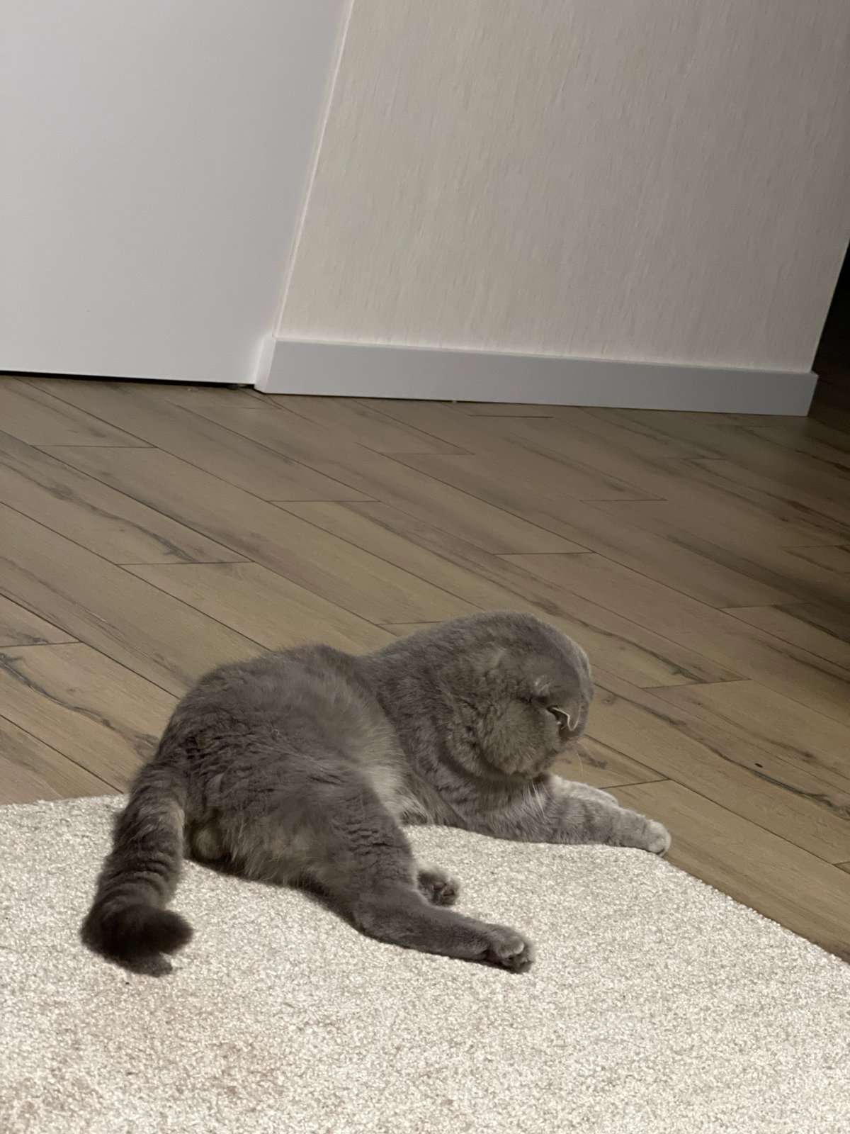 Scottish Fold cat loungeing and roaming a Votkinsk apartment