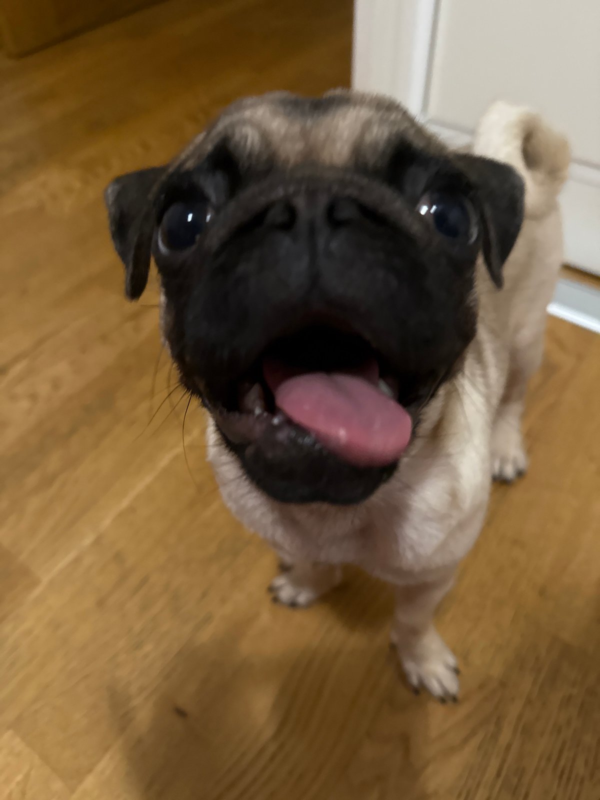 Fawn pug photoshoot across multiple indoor spots