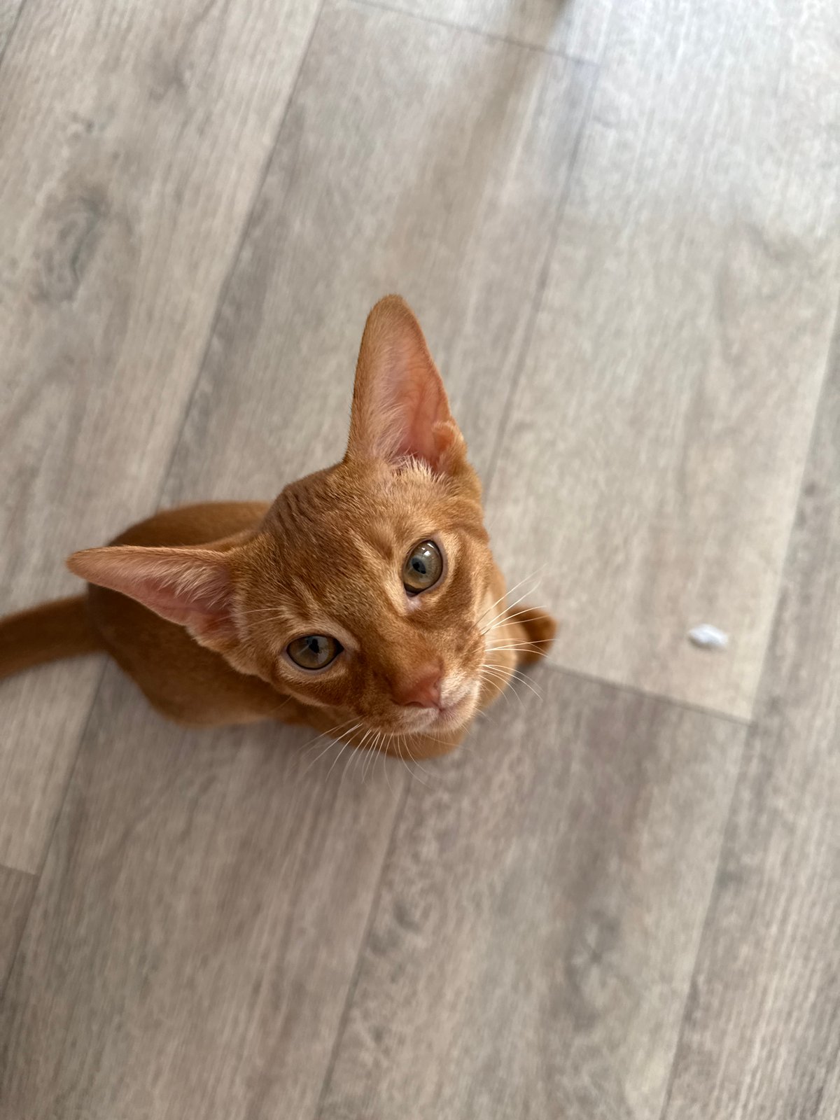 Ginger cats tearing up door frames in a Stary Oskol home