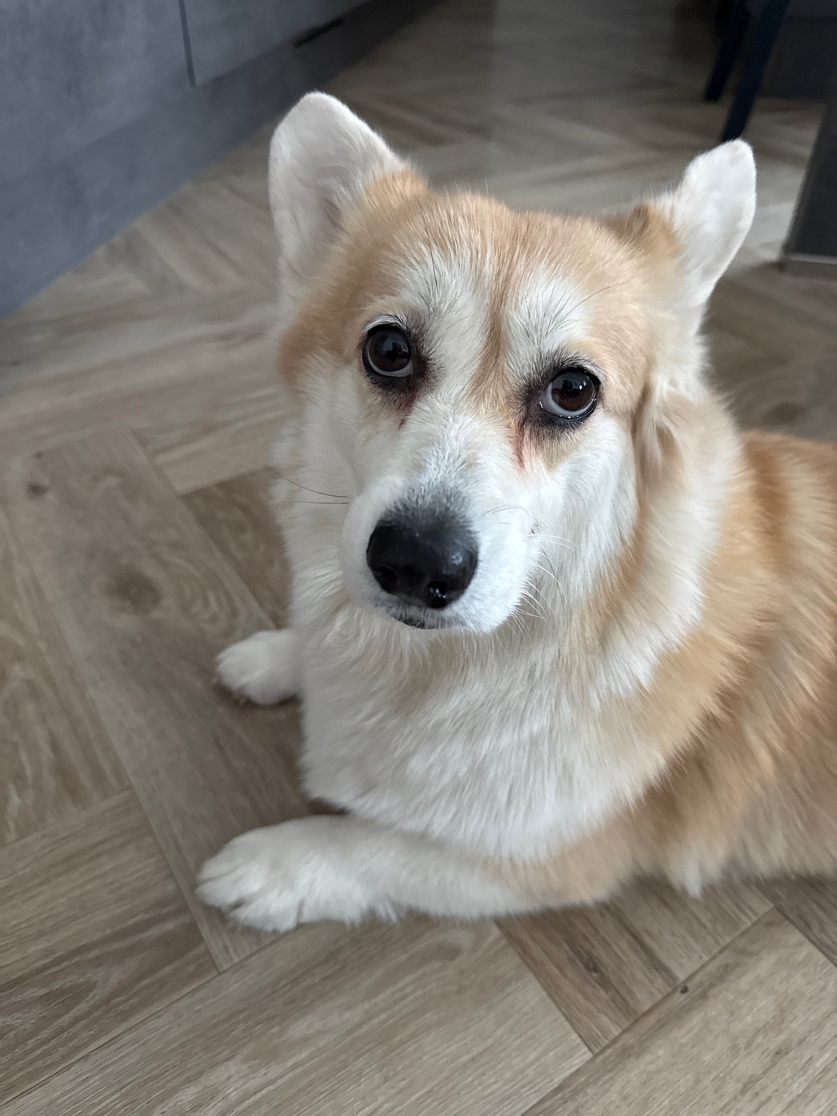 Krasnoyarsk resident captures corgi and street scenes on overcast day