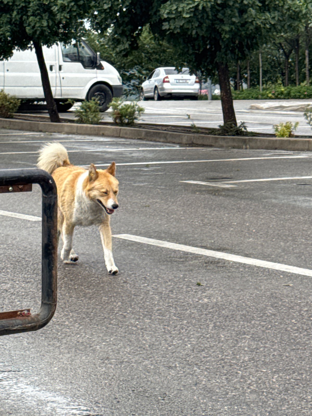 Morning glimpses of everyday Tbilisi life documented by witness