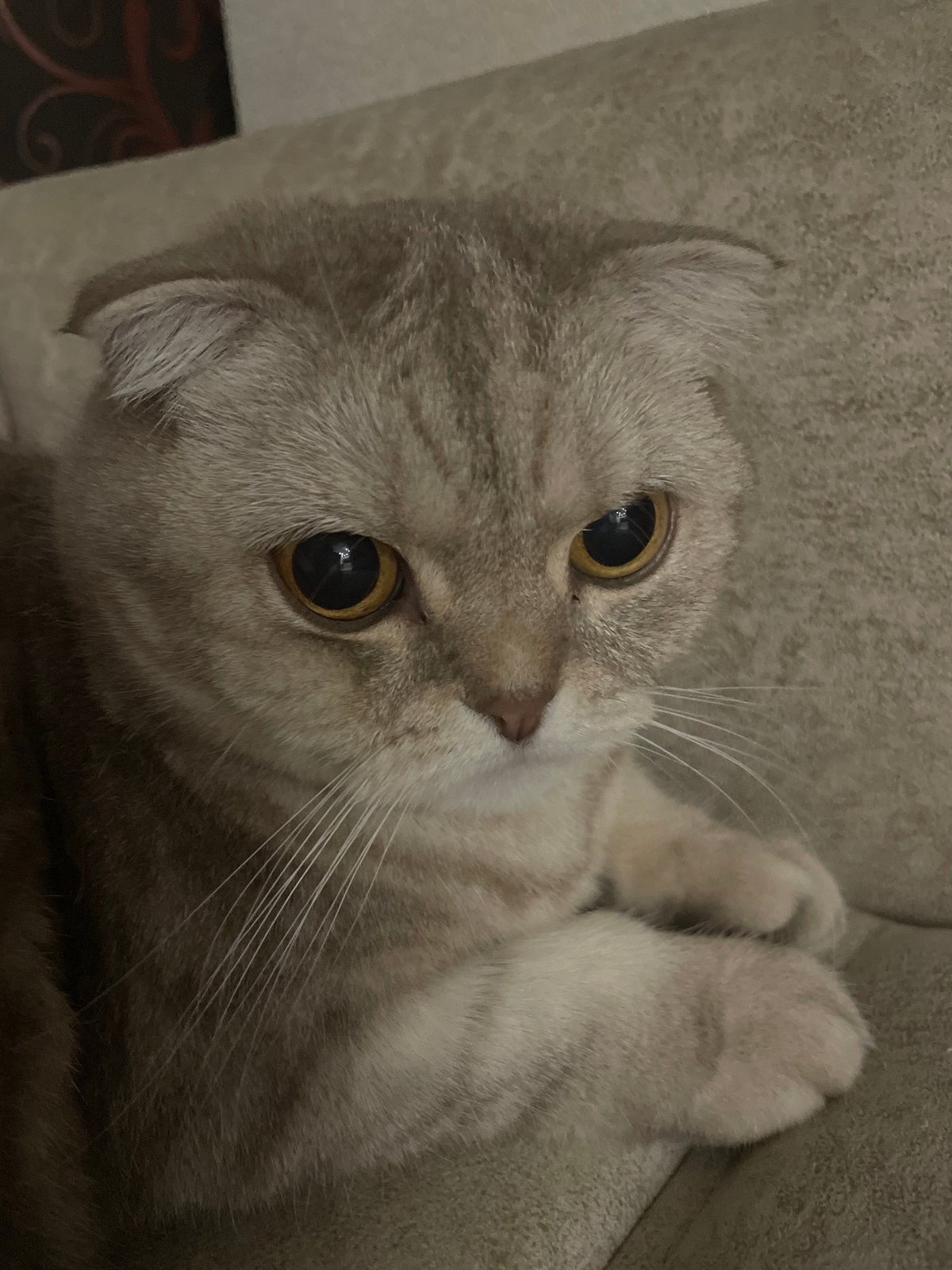 Scottish Fold cats at home, city skyline and full moon outside