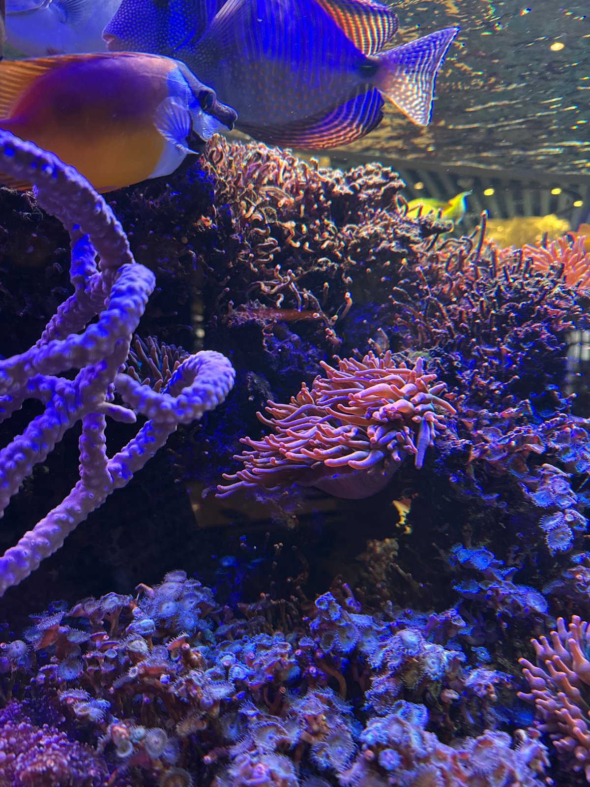 Marine life exhibit documented at Plovdiv Zoo Aquarium
