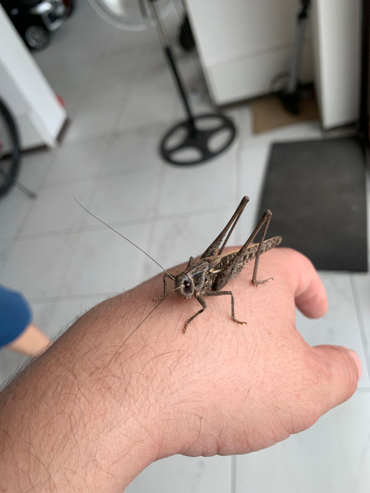 Grasshopper up close, indoors in Kropotkin