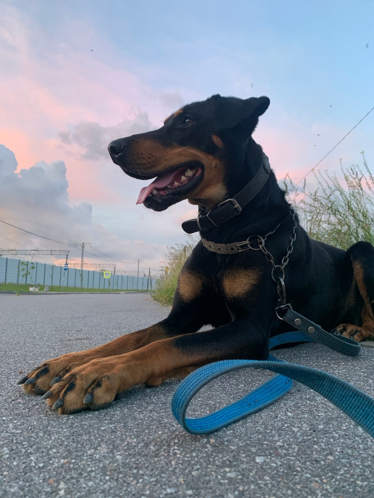 Doberman relaxes near Gatchina railway at sunset