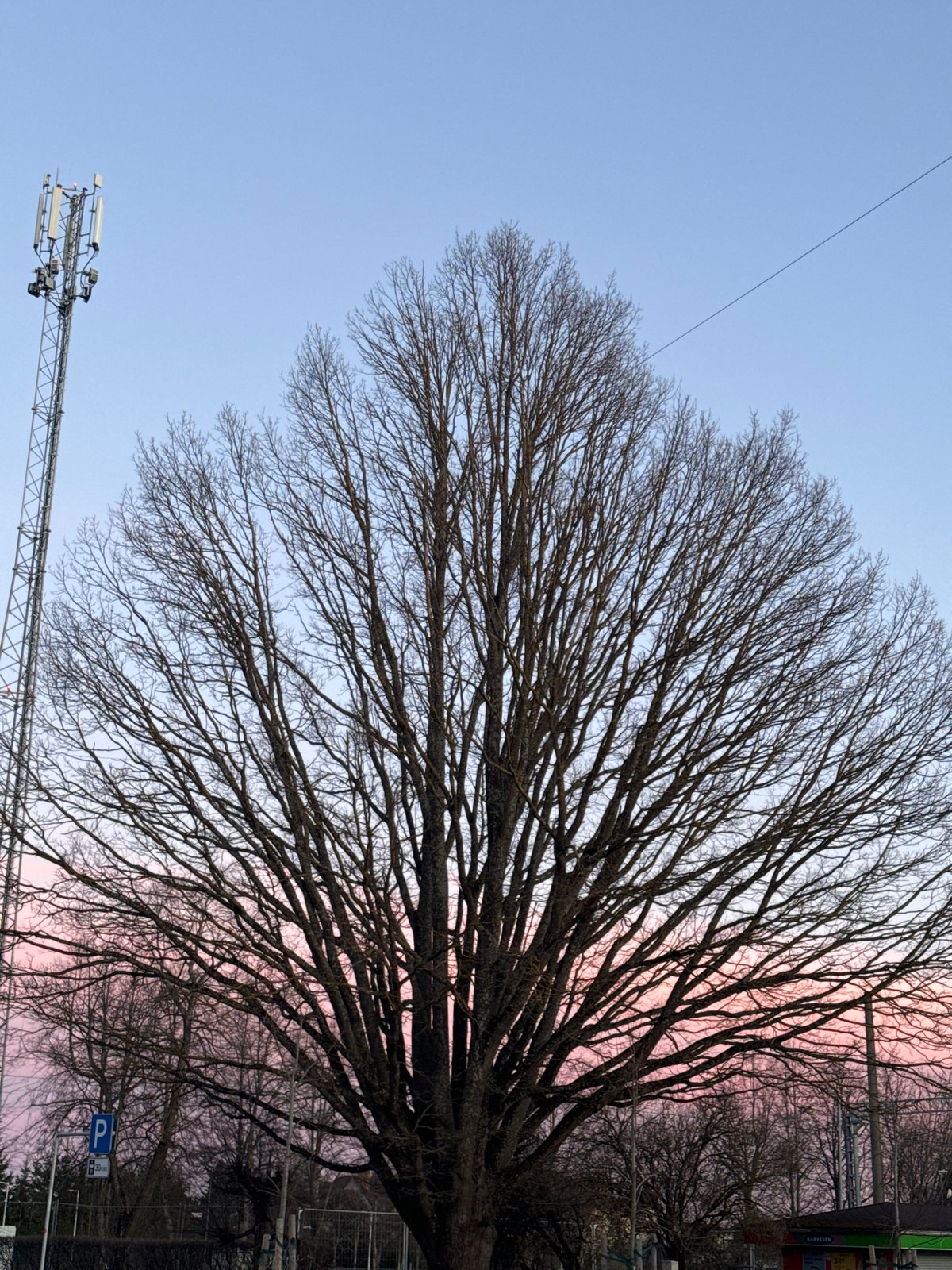 Sunset sky photographed with bare tree in Carnikava, Latvia