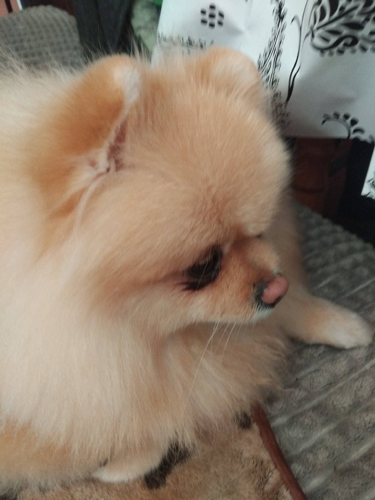 Pomeranian dog photographed resting in Apriltsi, Bulgaria