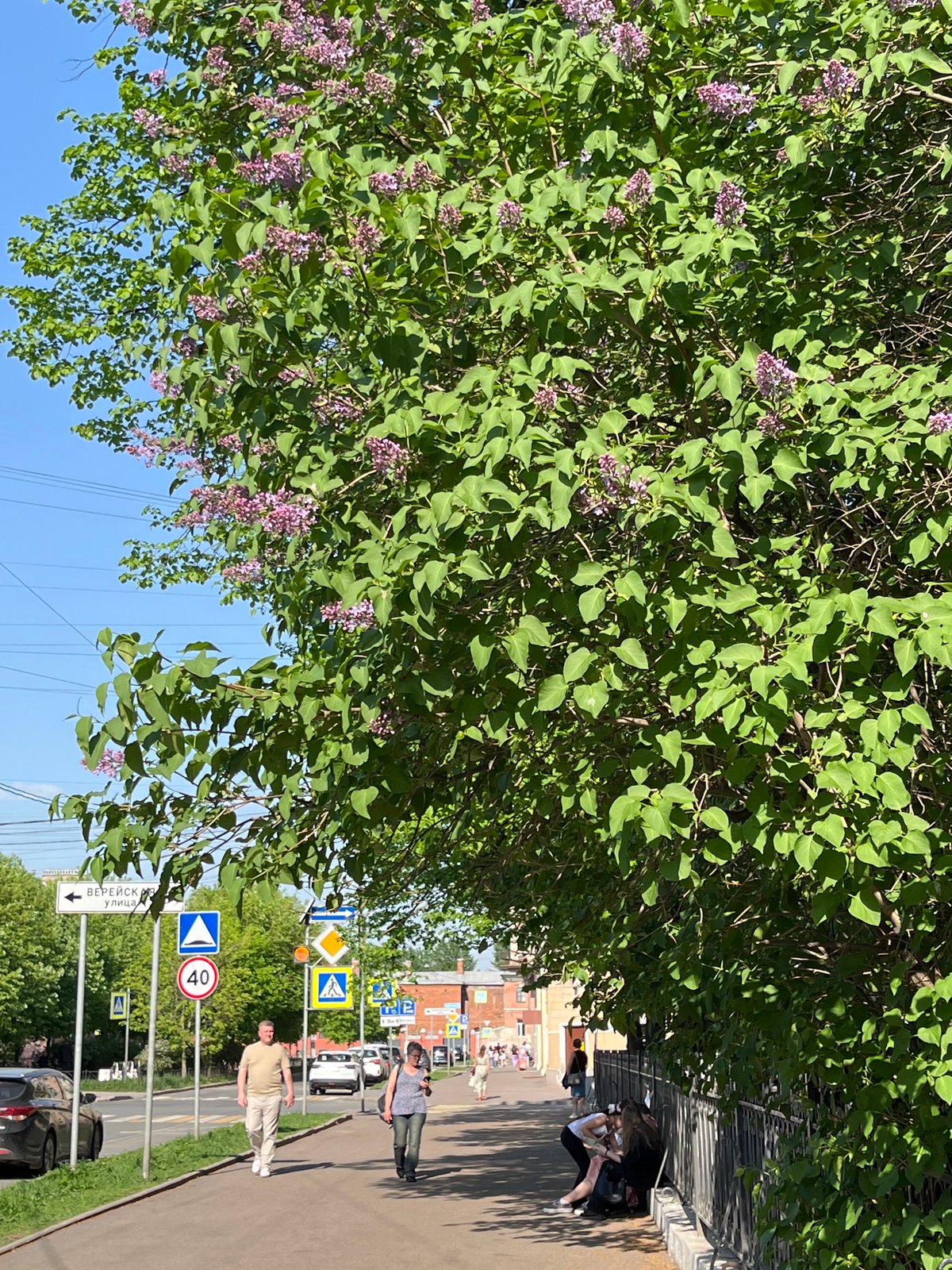 Spring flowering trees observed on Saint Petersburg street