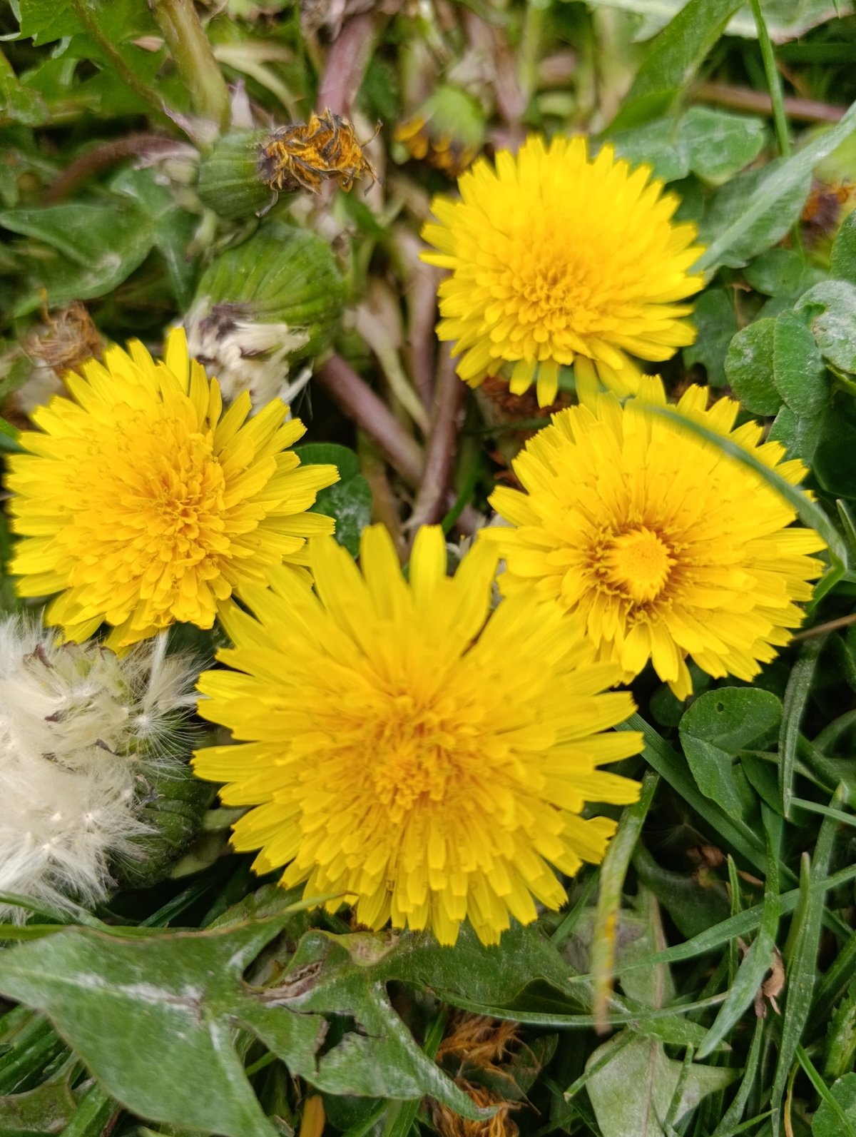Spring flowers documented during park walk on May 4th