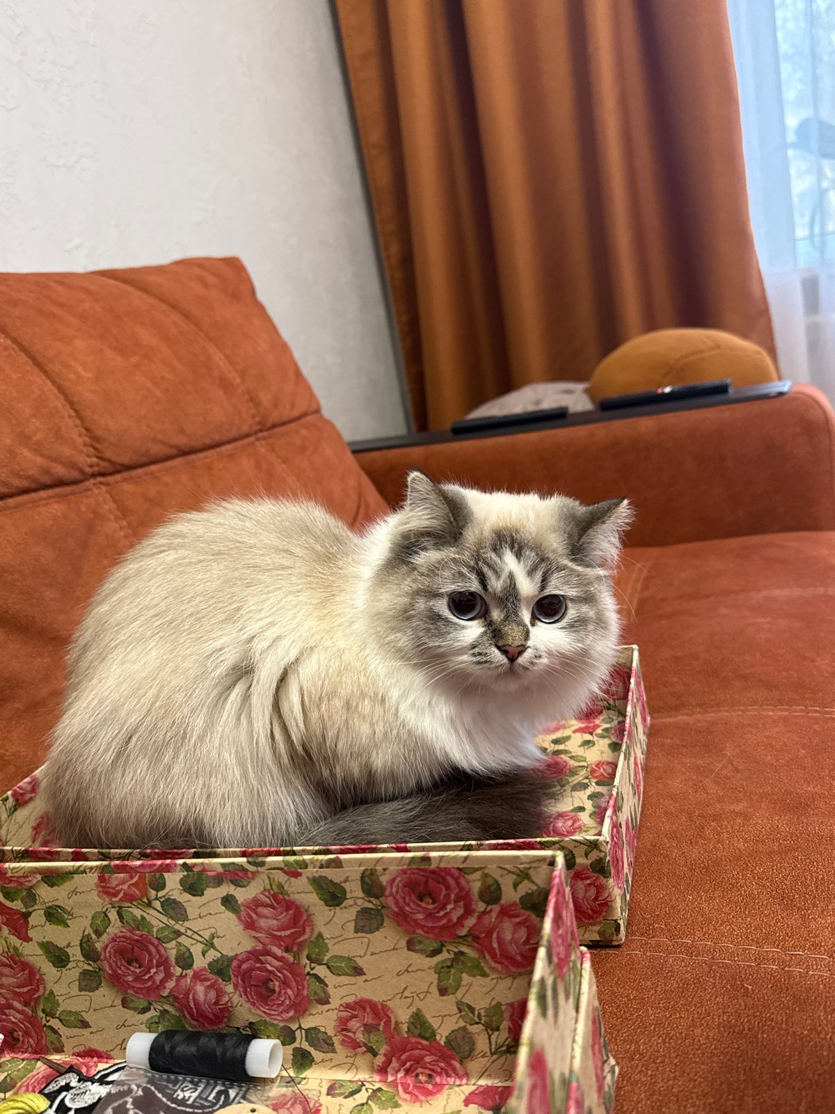 Cat rests in floral box with craft supplies