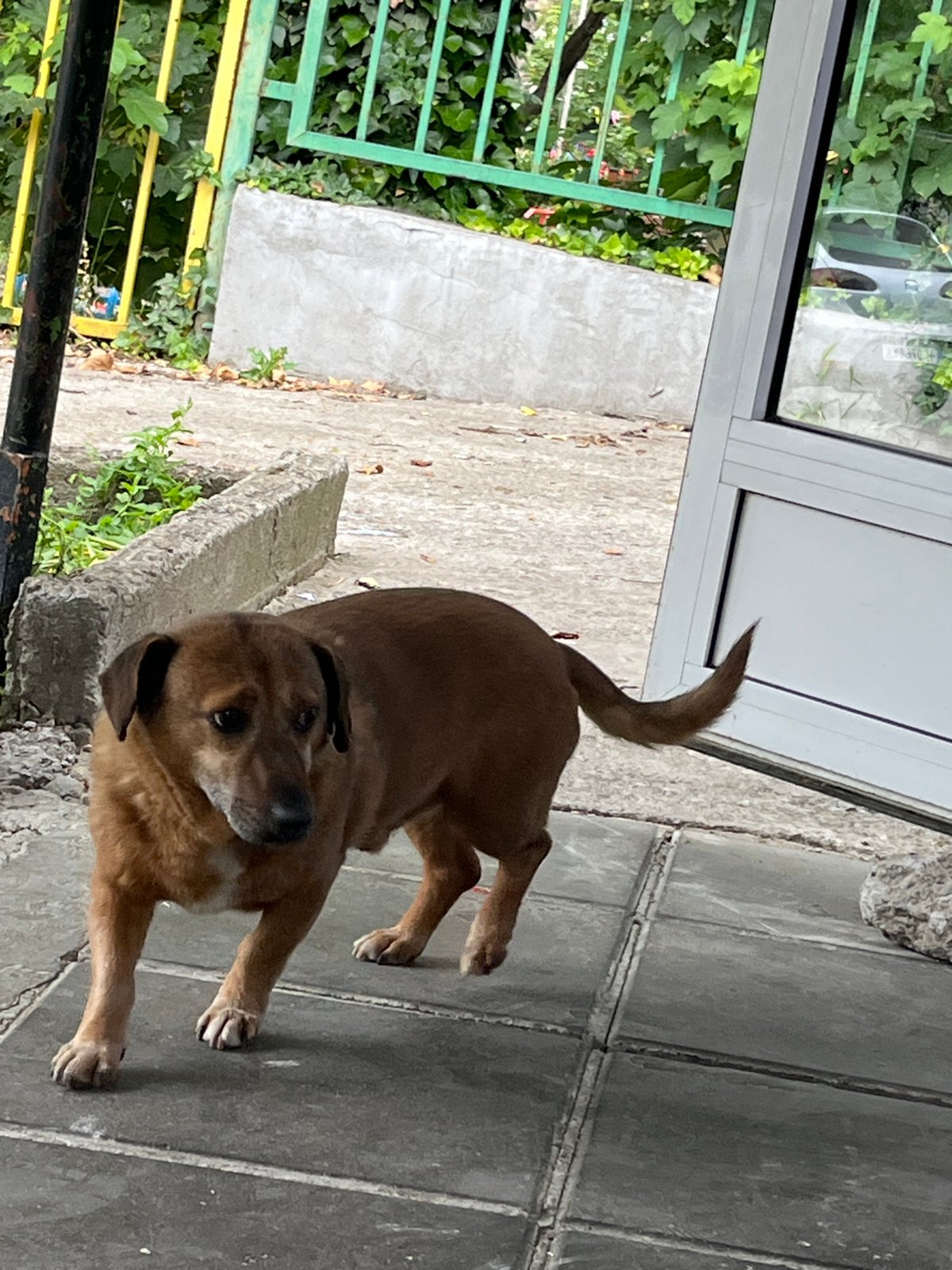 Tagged brown dog observed on streets in Shumen, Bulgaria