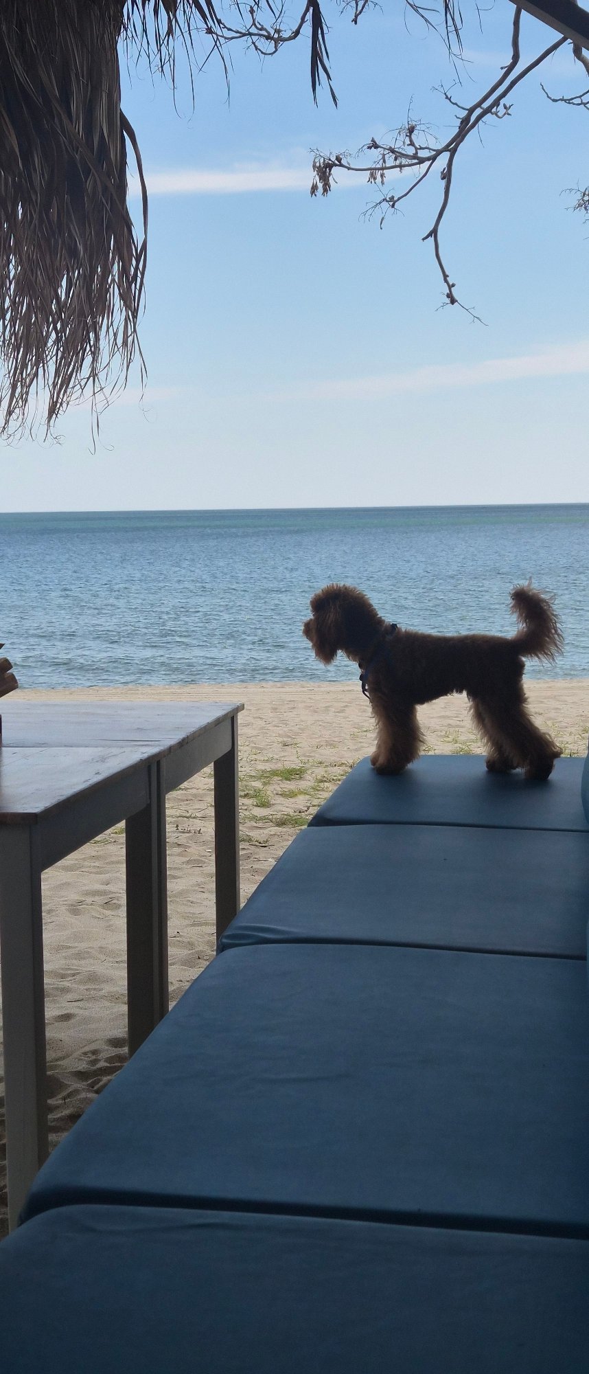 Spring day captured along Varna coastline with pets and blooms