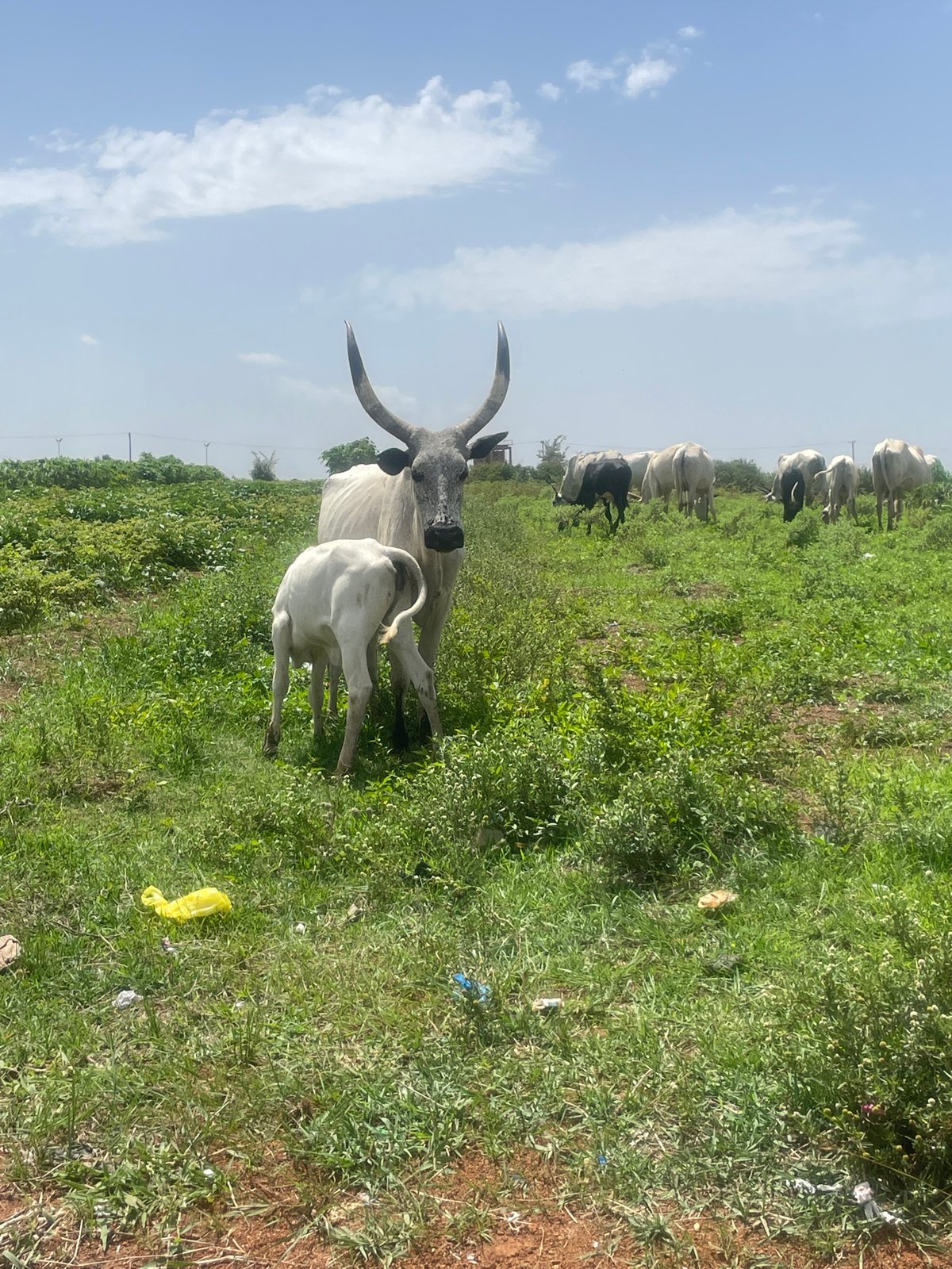 Man documents cattle encounter in Jos grazing fields