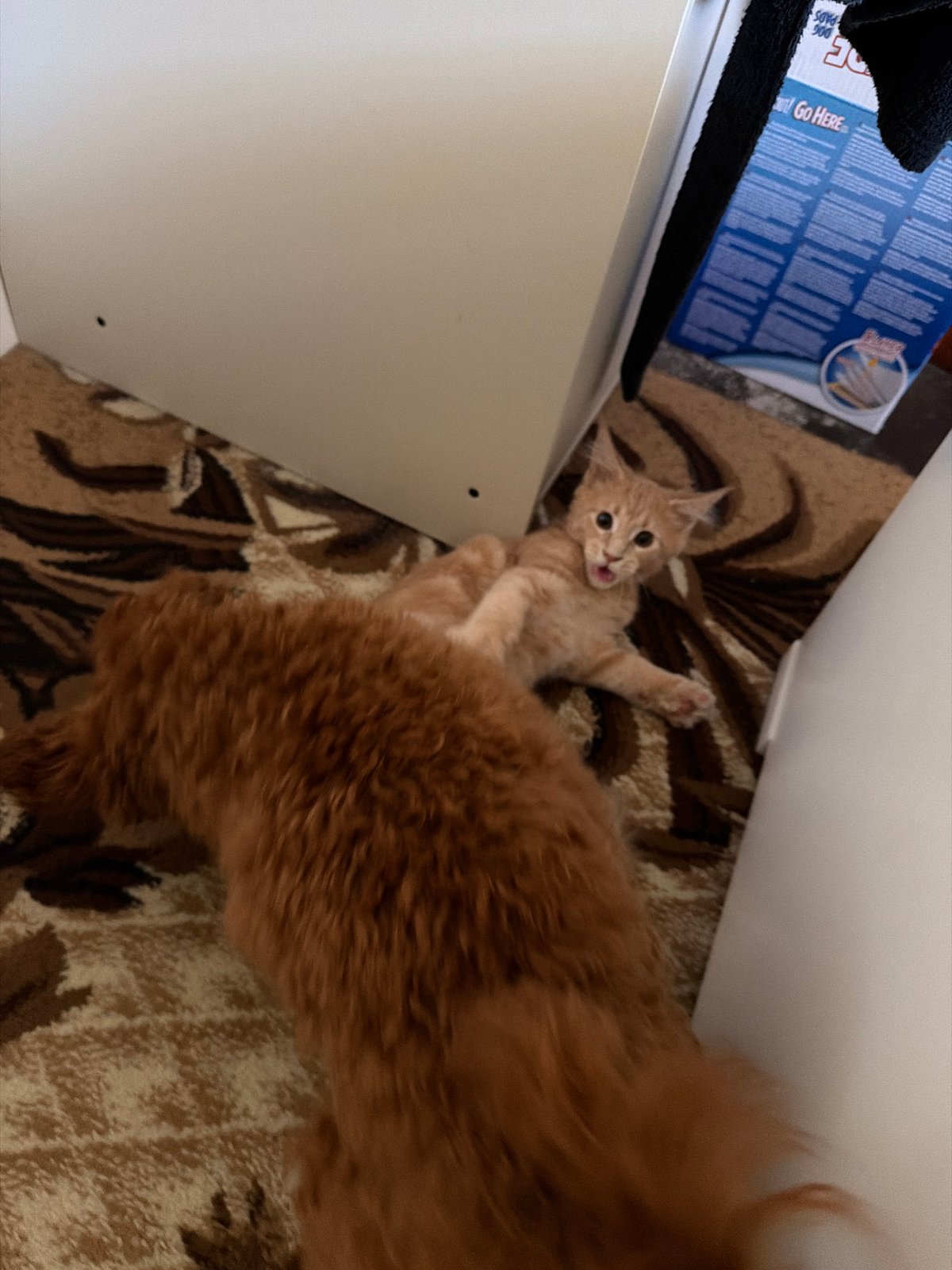 Ginger kitten and poodle playfully wrestle on a Sofia apartment rug