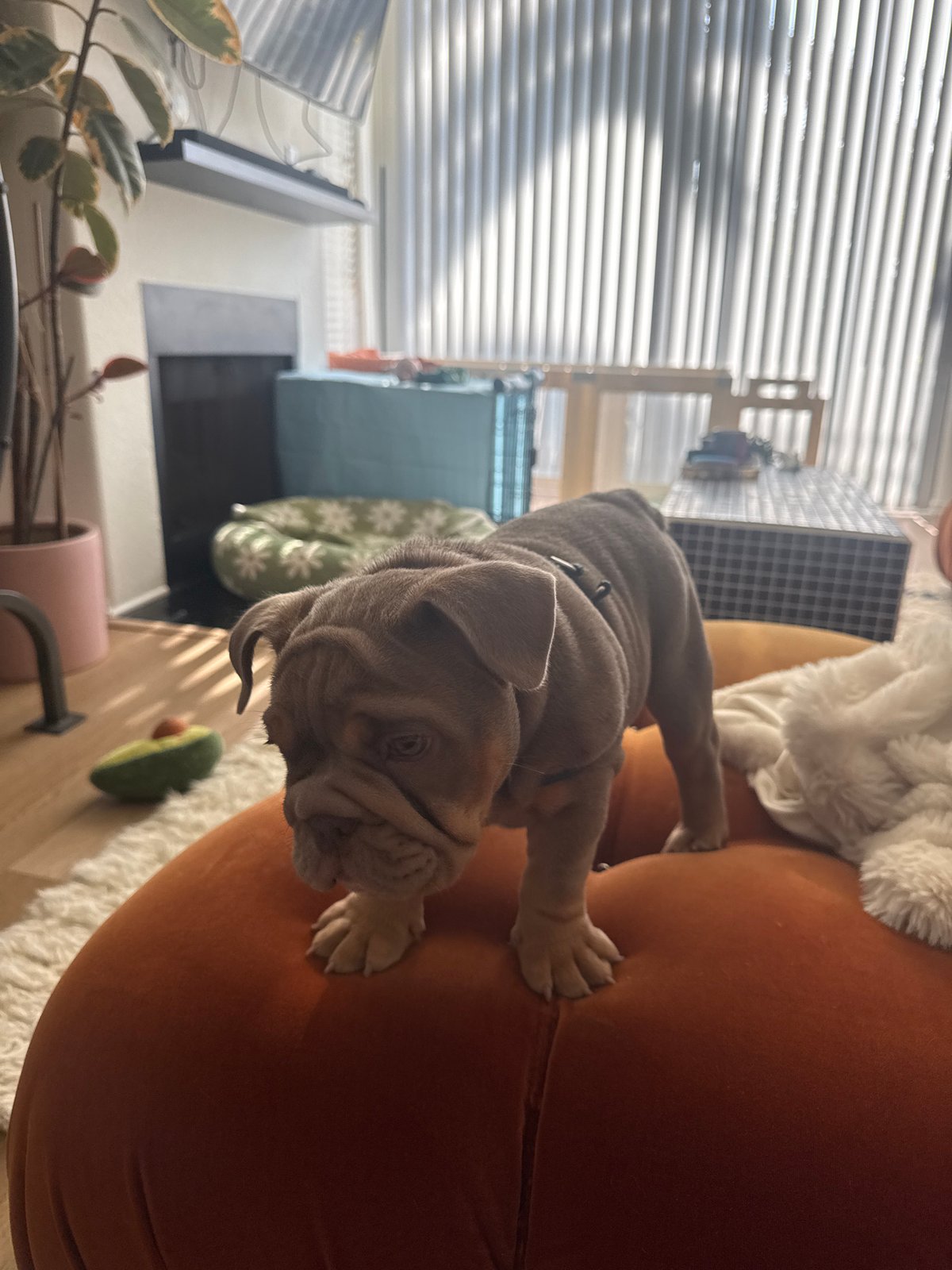Puppies observed in Los Angeles home during late evening
