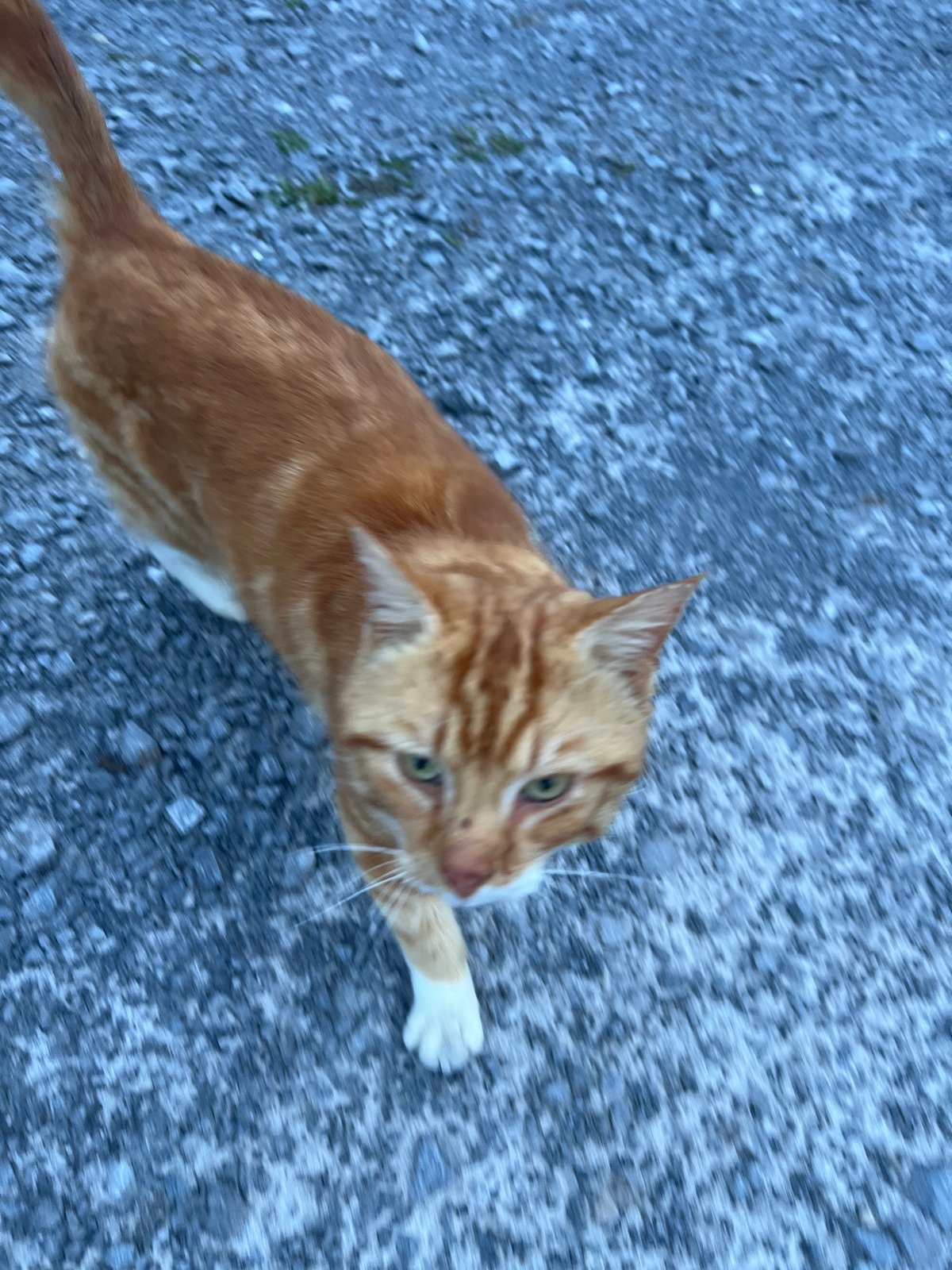 Orange tabby cat photographed in motion in Irish village