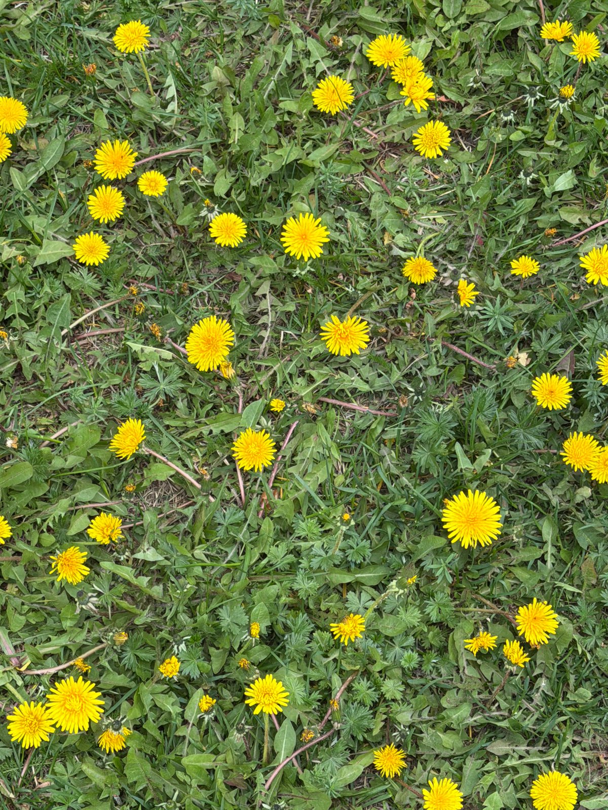 Spring dandelions bloom in Saint Petersburg grass patch