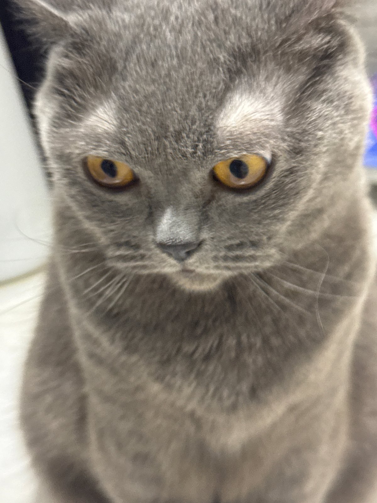 Grey British Shorthair cat at home in Vlora, Albania