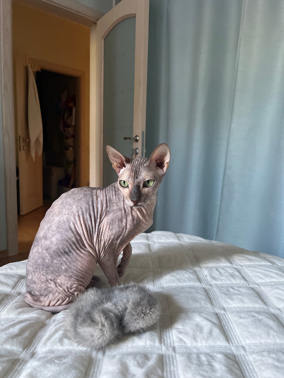 Sphynx cat plays with a fuzzy toy on a quilted bed