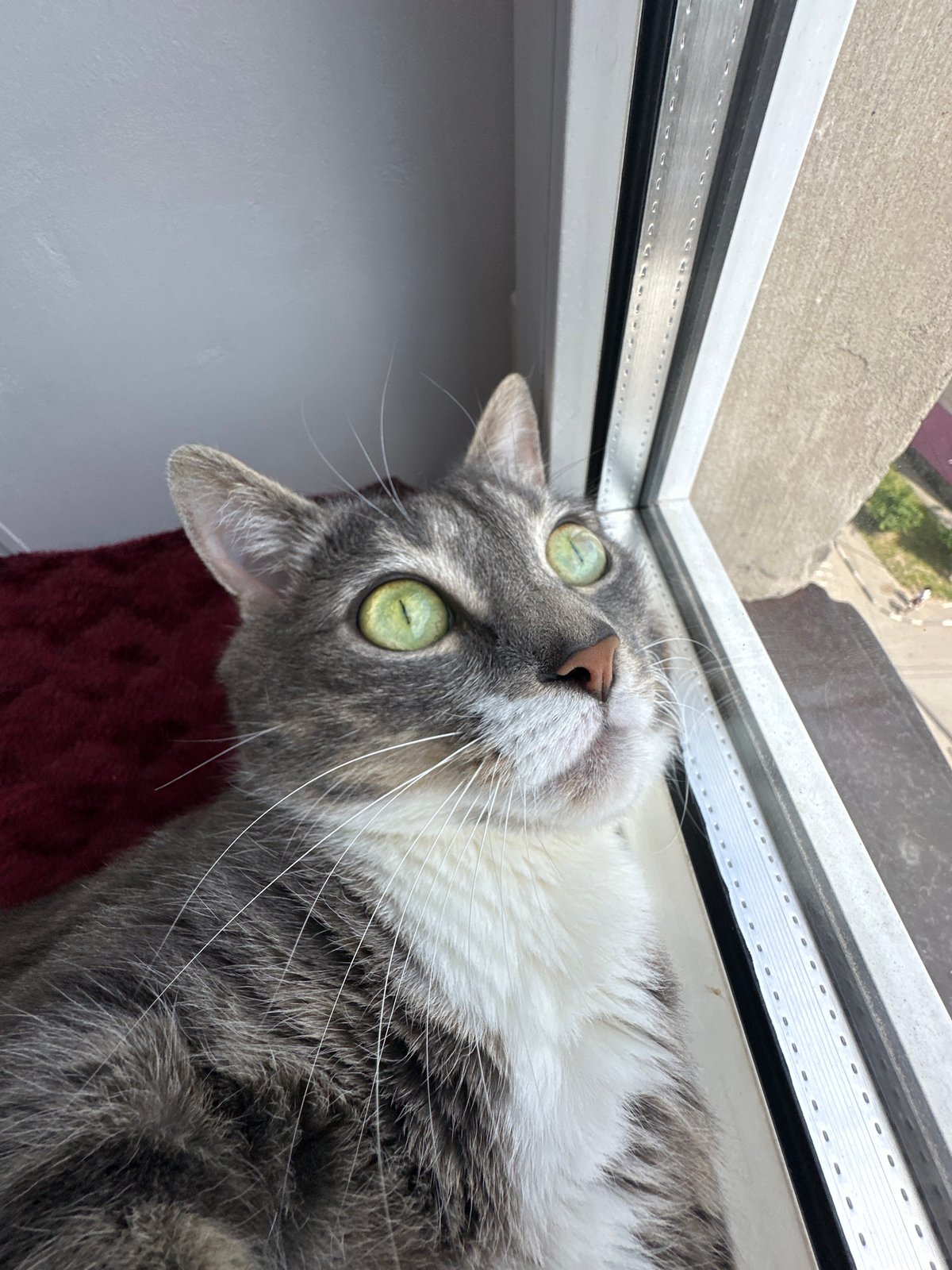 Gray tabby cat indoor activities and sky watching documented