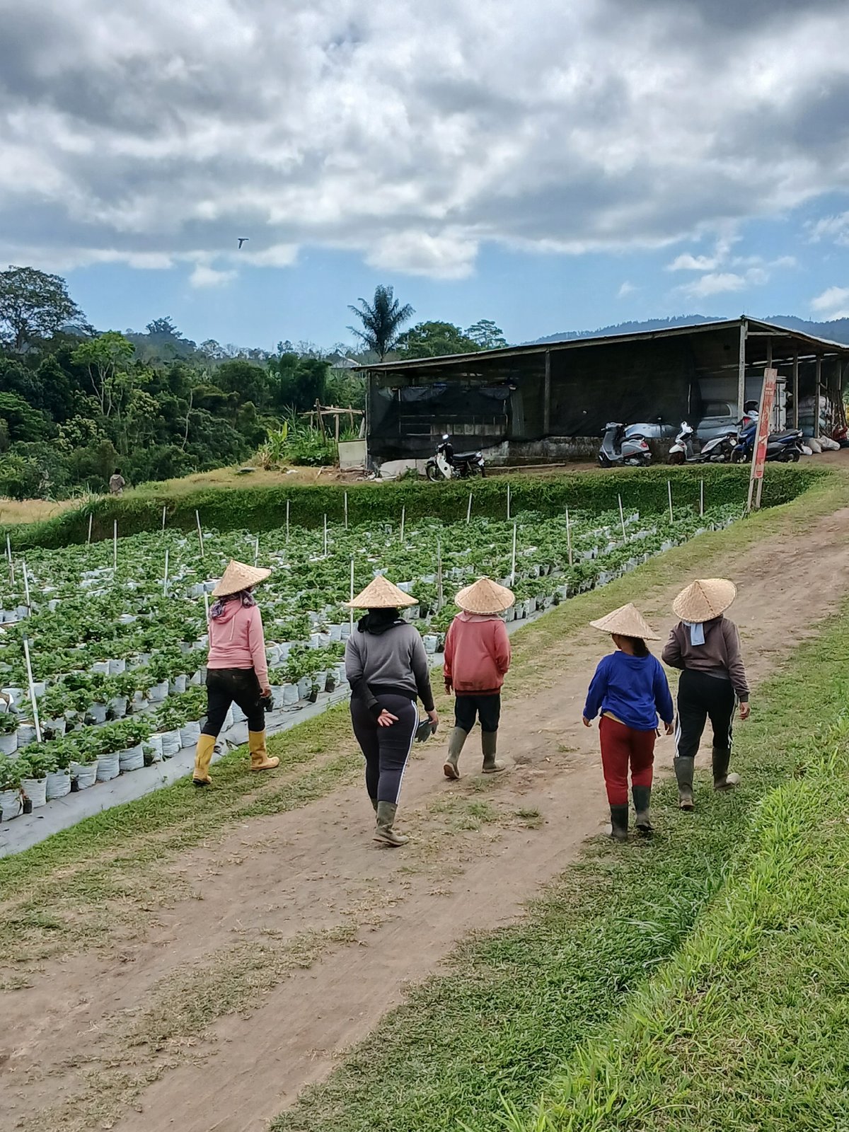 Kintamani strawberry farm with animals and garden flowers