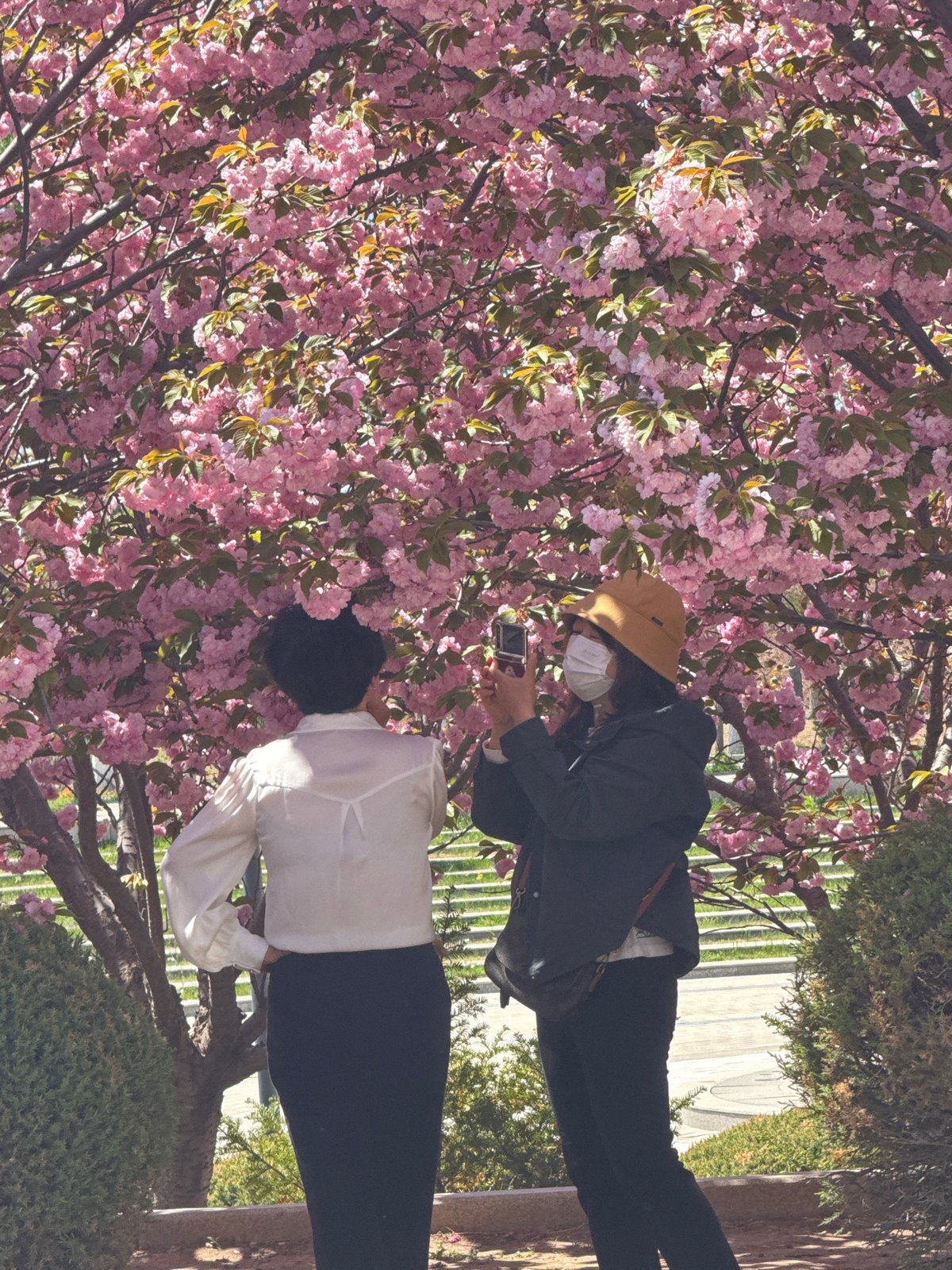 Spring blossoms draw visitors in Zhongtun, China