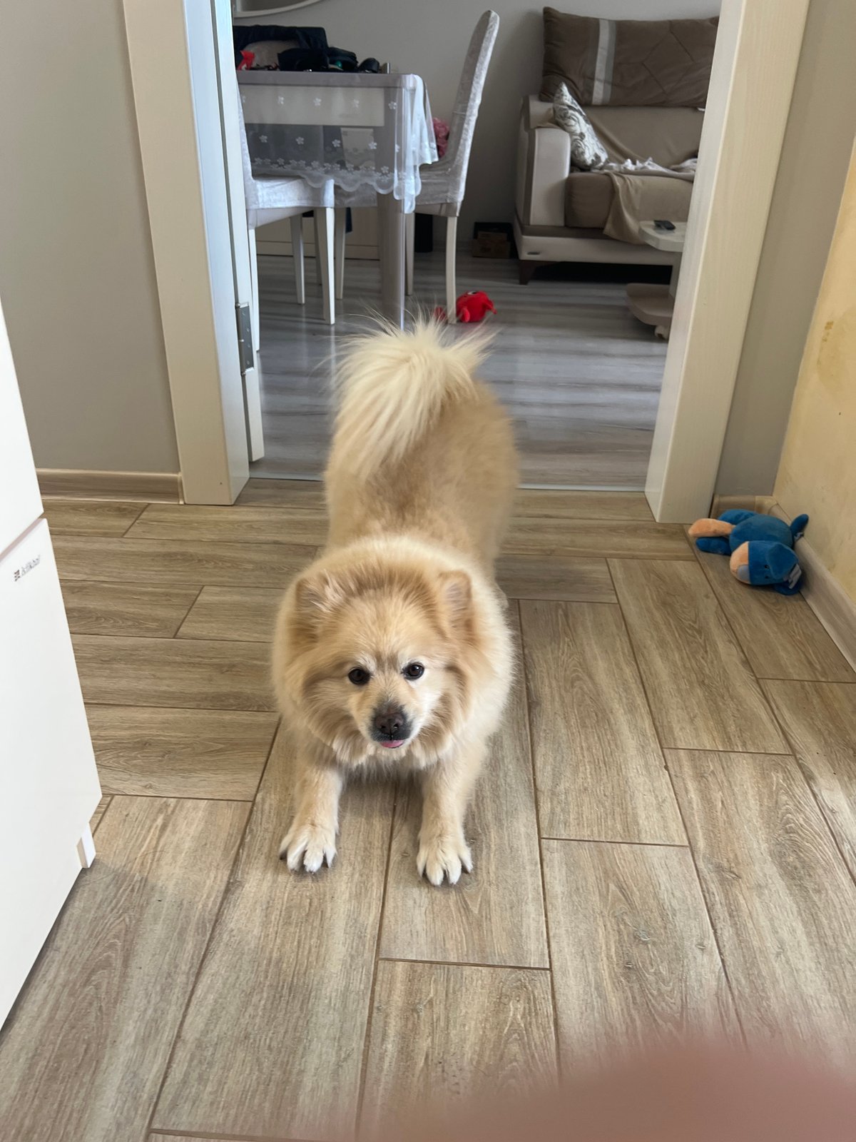 Pomeranian dog captured in quiet morning moments in Bulgarian home