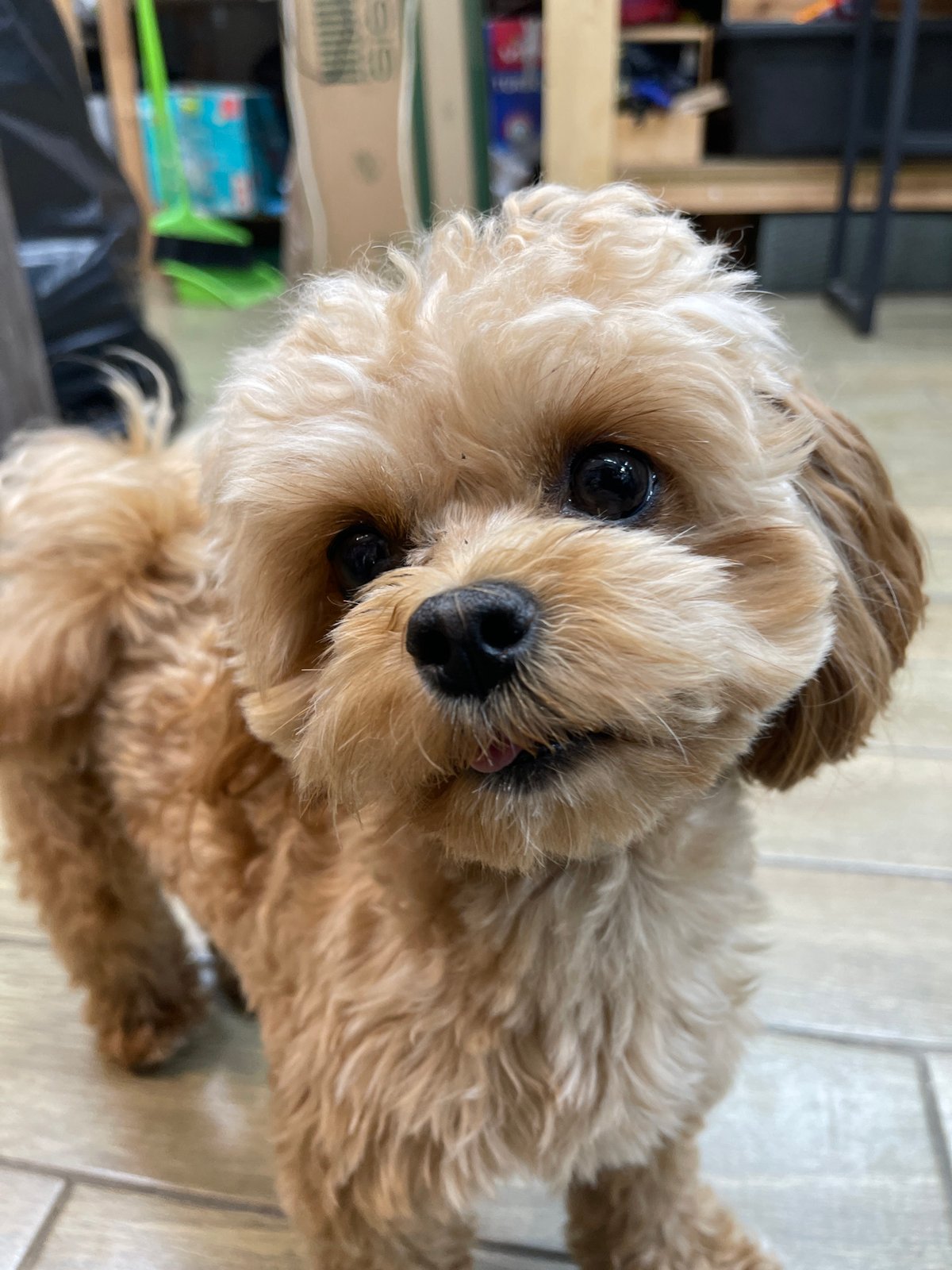 Fluffy poodle mix plays and poses at home in Kommunarka