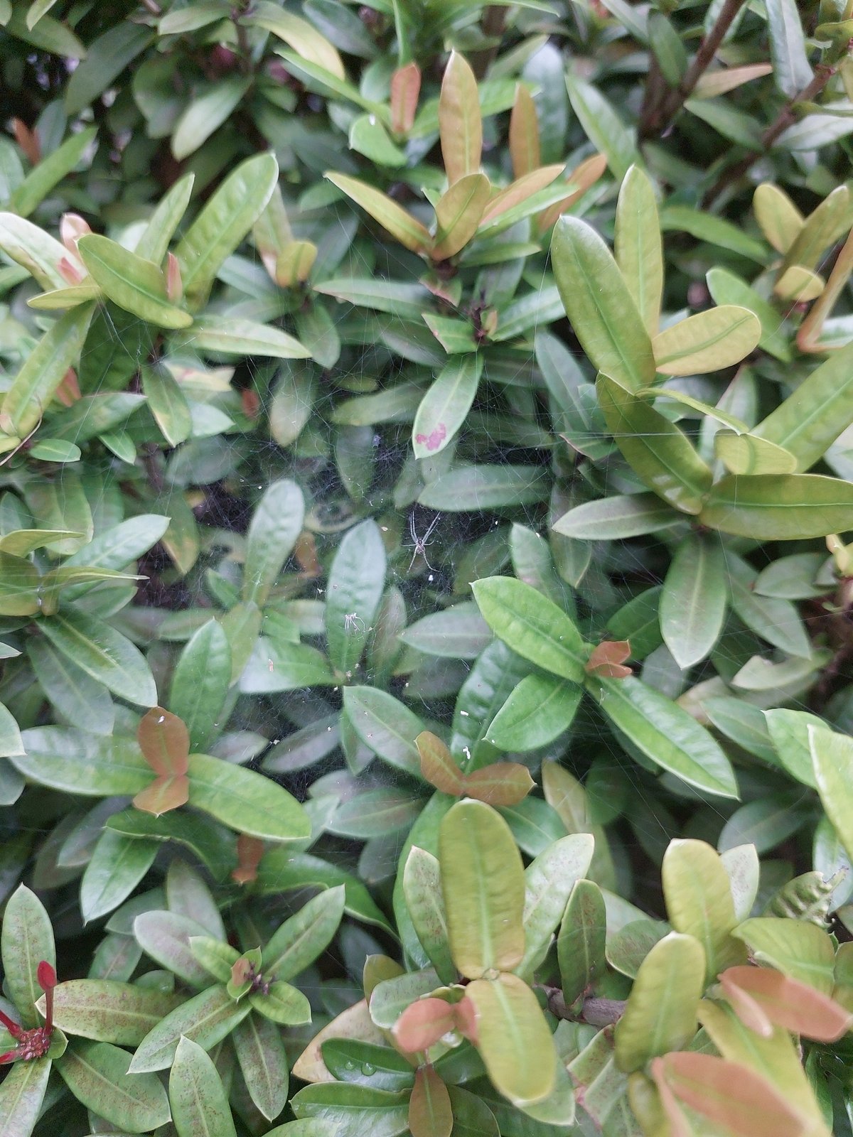 Ixora blooms, a spiderweb, and a rooftop bird in Ko Samui