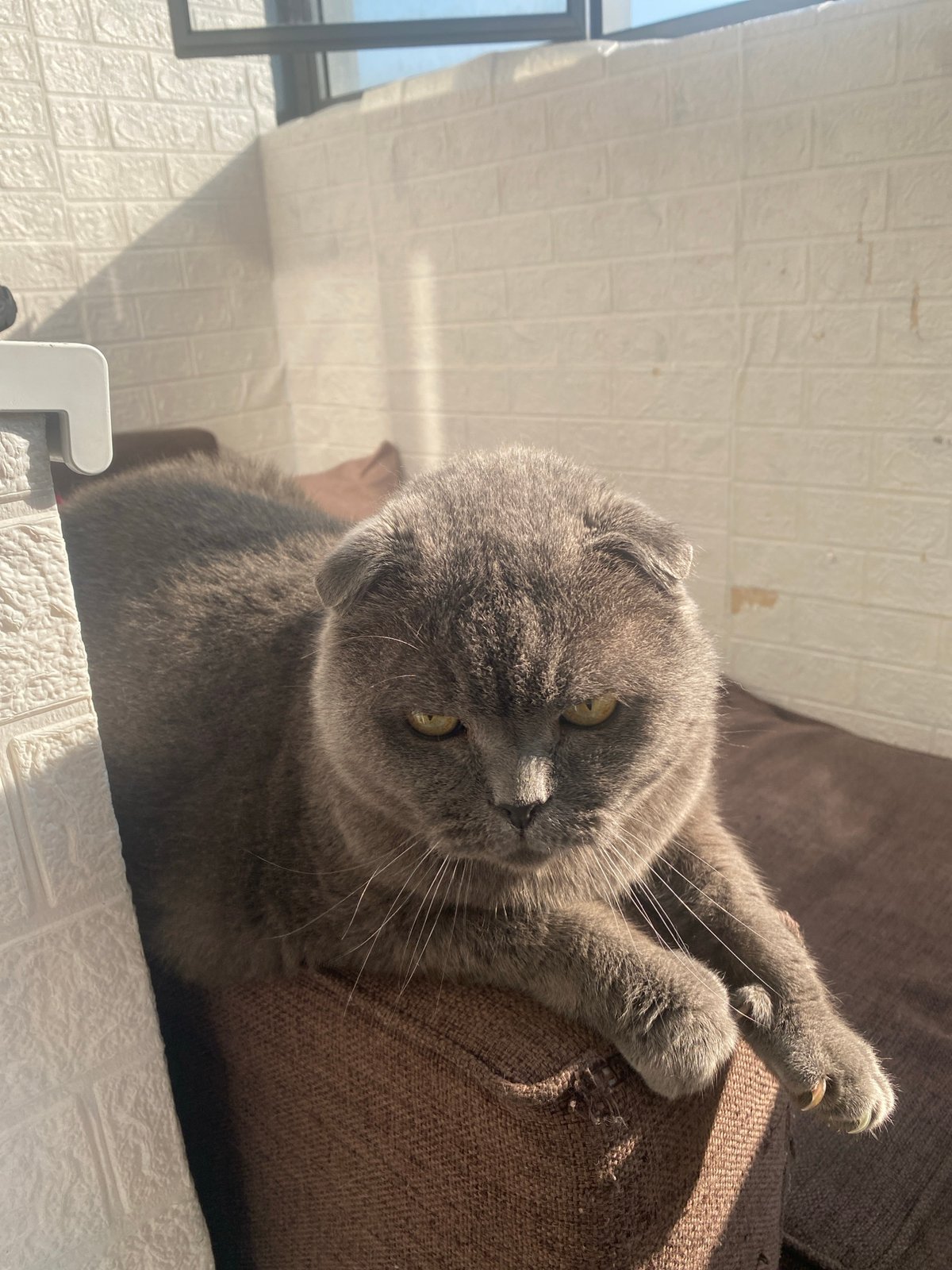 Cat naps, summer sun, and a lazy morning in Novosibirsk