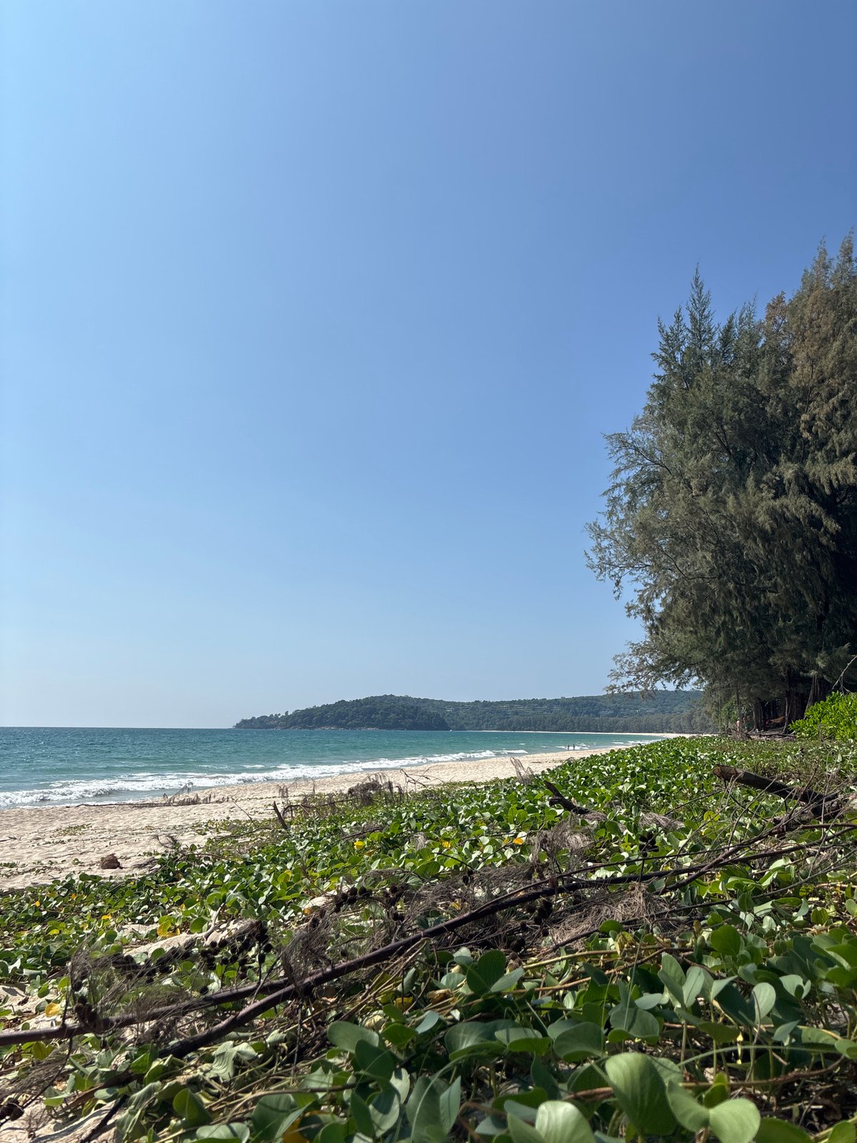 Beach vegetation observed in Choeng Thale, Thailand
