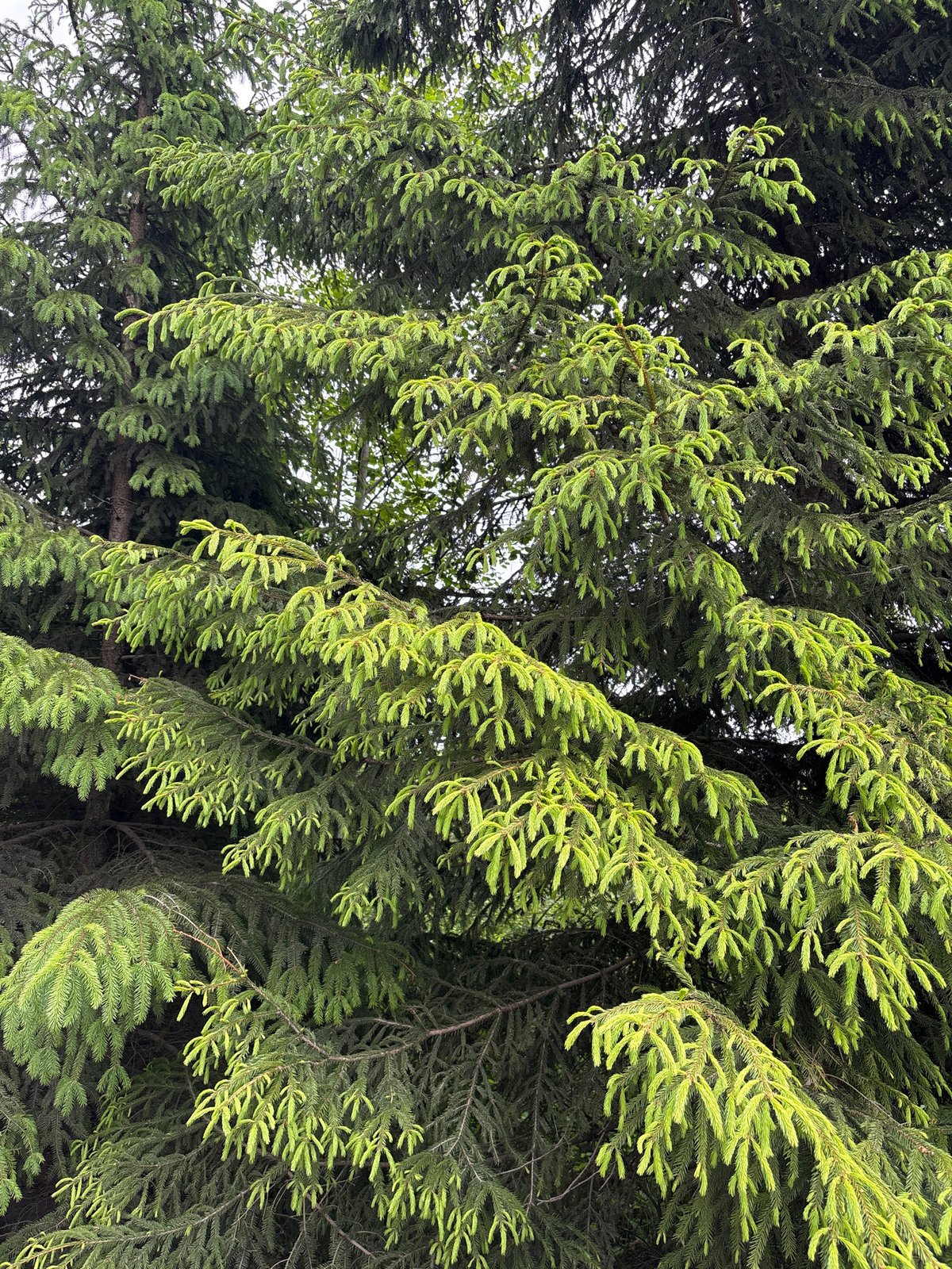 Spring growth observed on evergreen trees in Rublevo