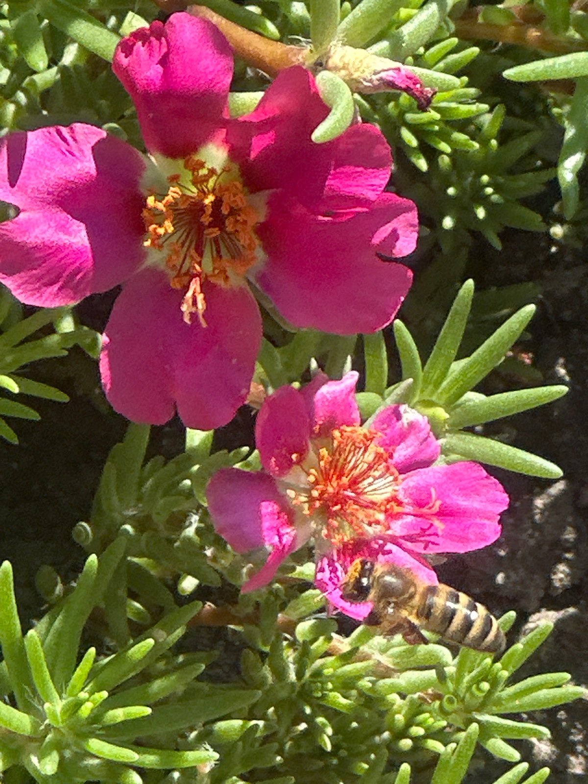Bees working the garden in Lobacheve, Ukraine