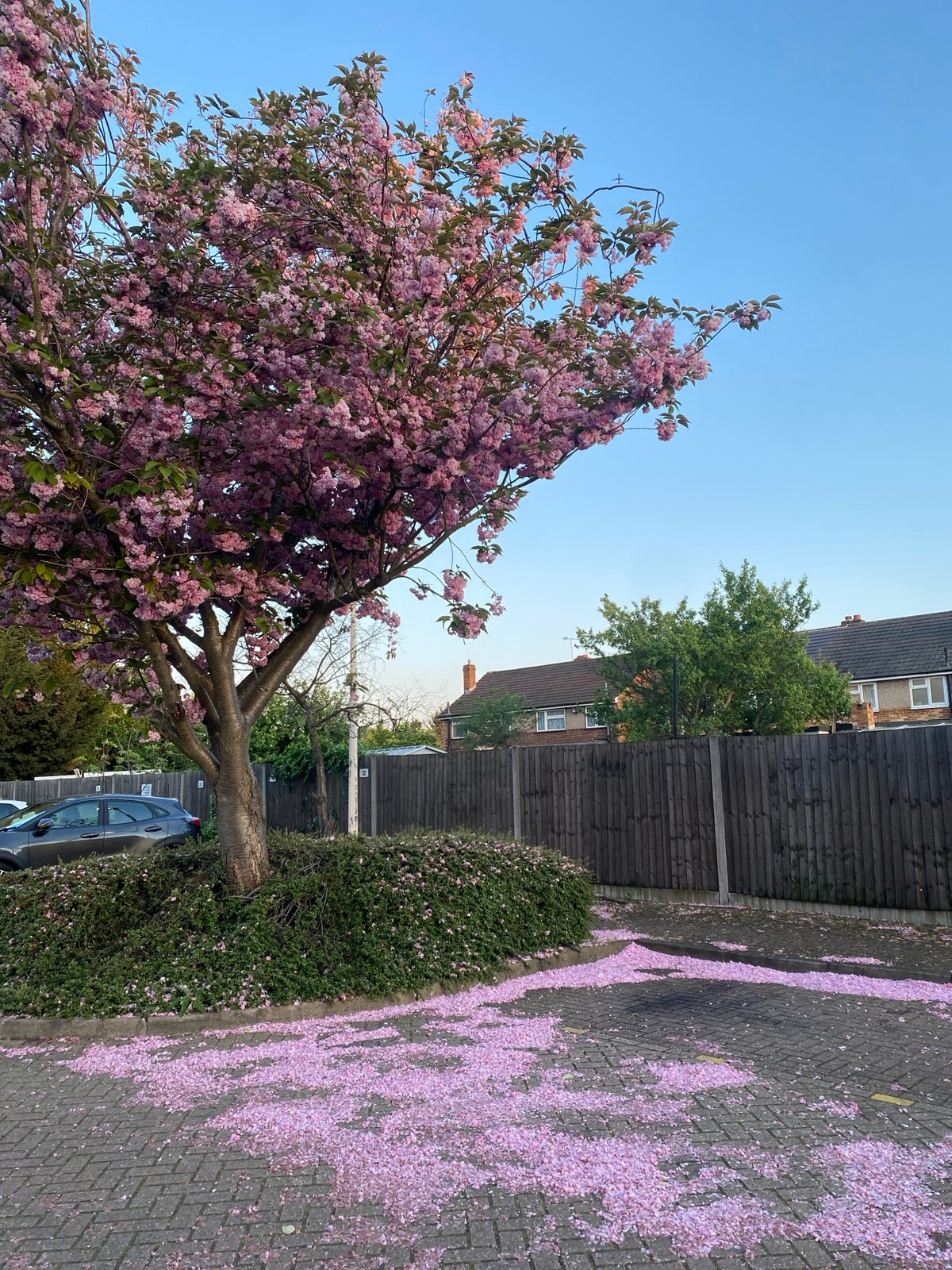 Spring blossoms and costumed figure spotted in London neighborhood
