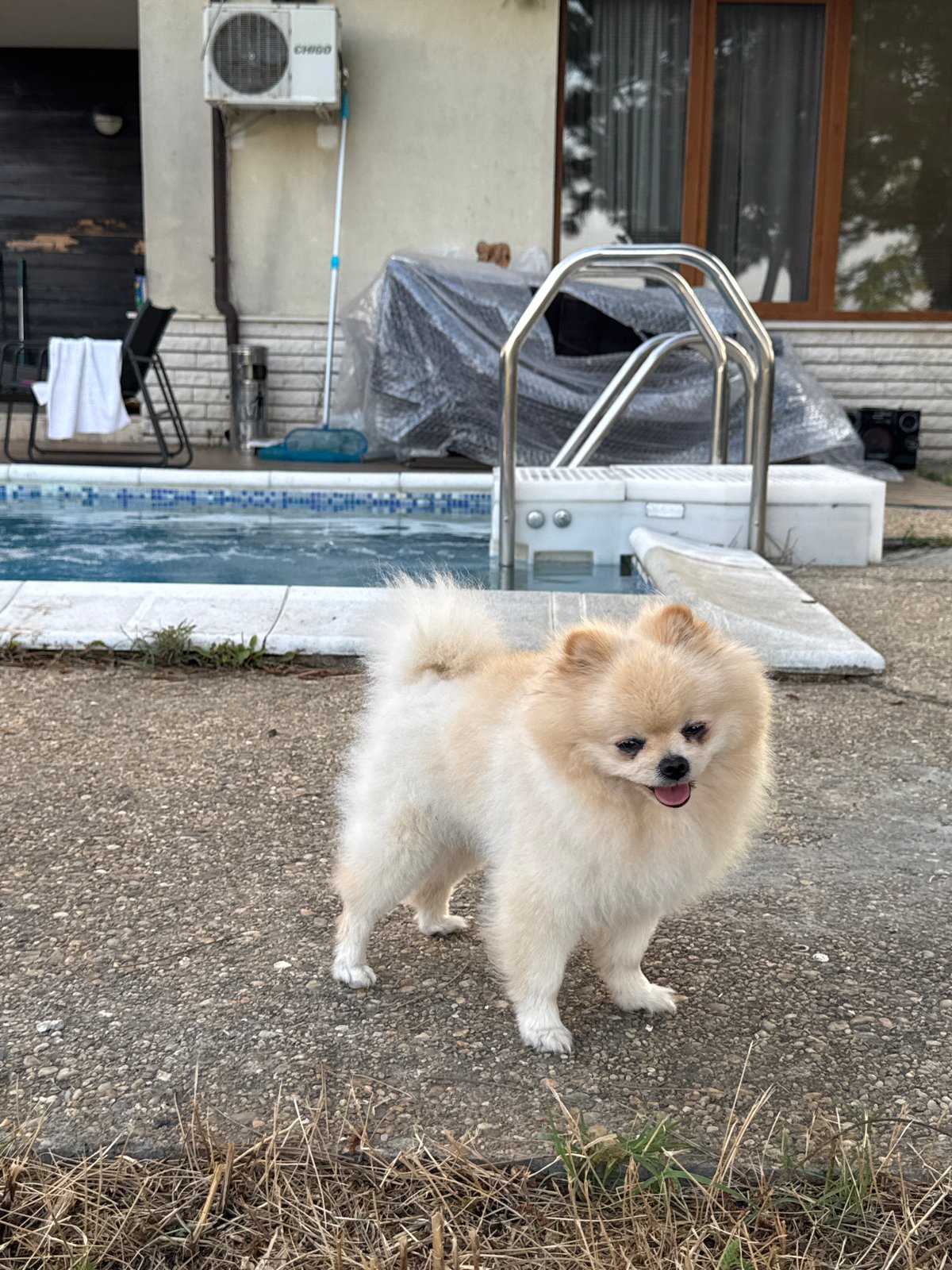 Pomeranian by the pool, Balchik backyard, summer afternoon