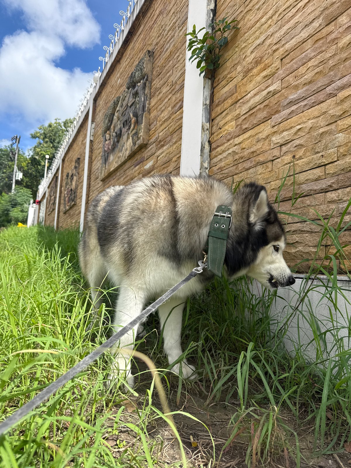 Husky, carved wall, and a convex mirror moment in Chalong