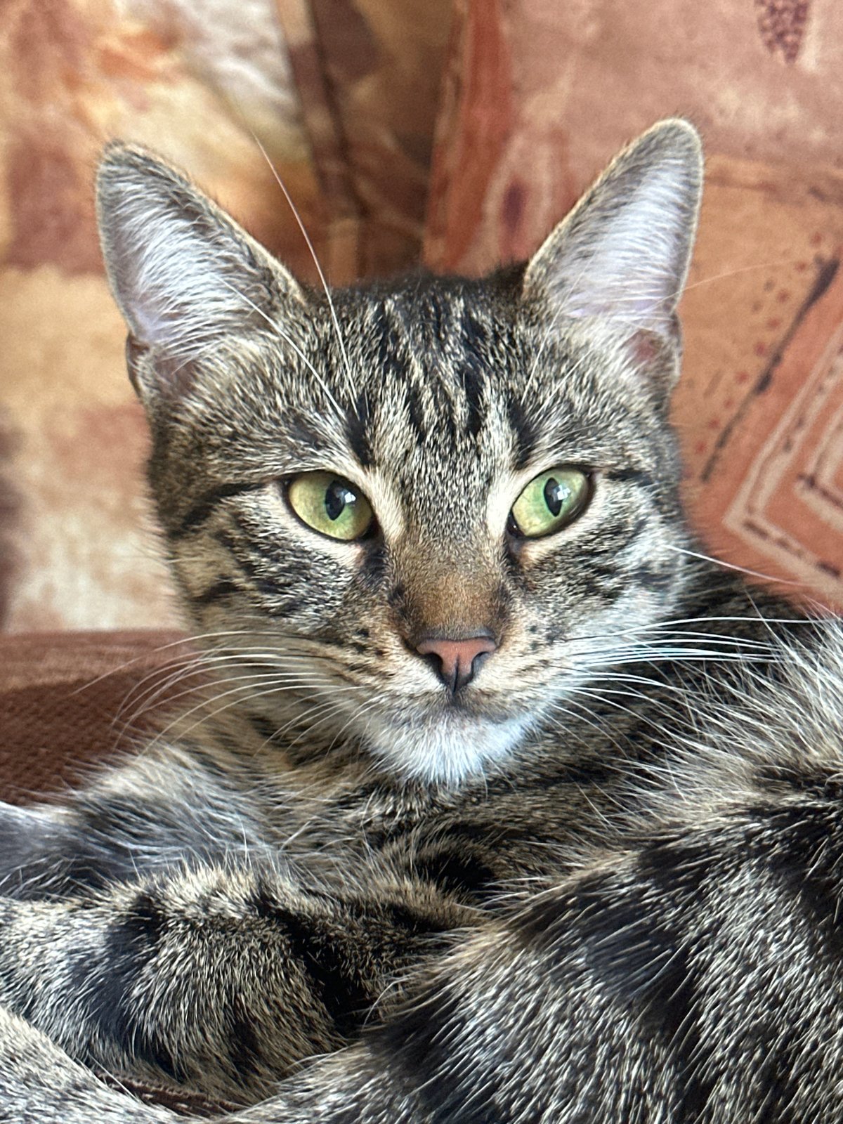 Sofia resident documents morning moments with cats, selfies, toys