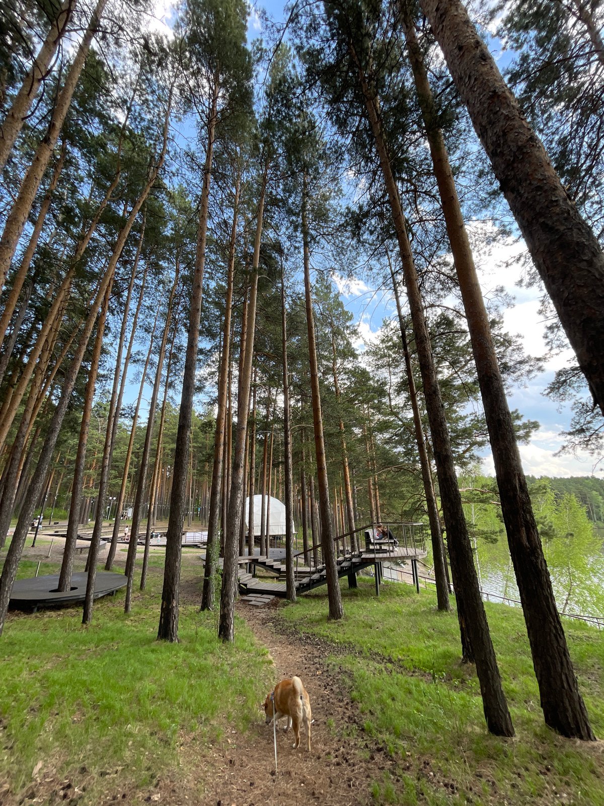 Morning dog walk captured across multiple Siberian city locations