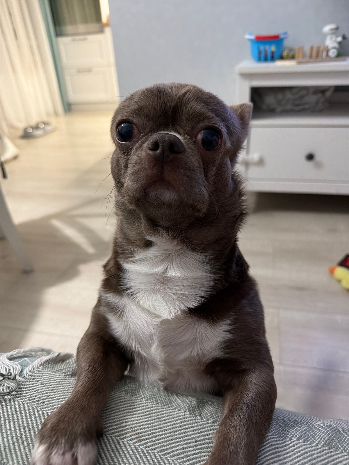 Pet photo session with Chihuahua captured in Votkinsk