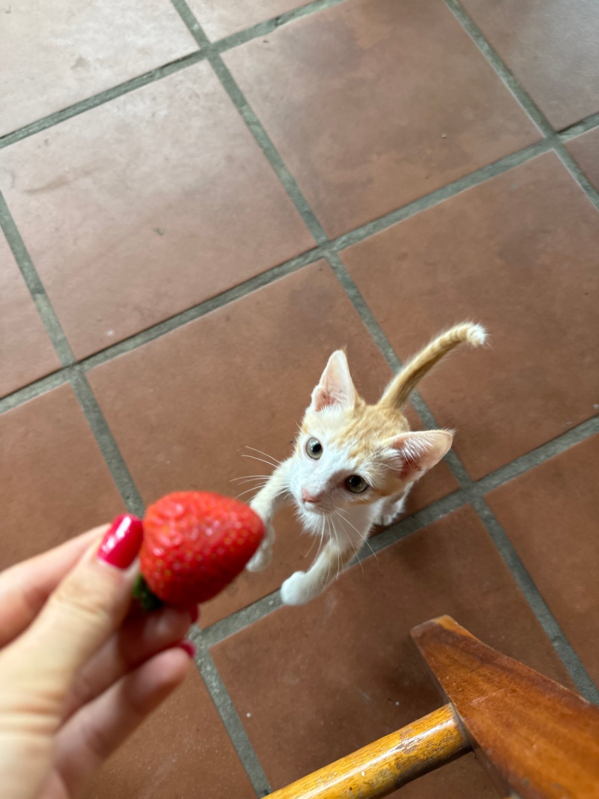 Strawberries, a curious kitten, and flowers in Mũi Né