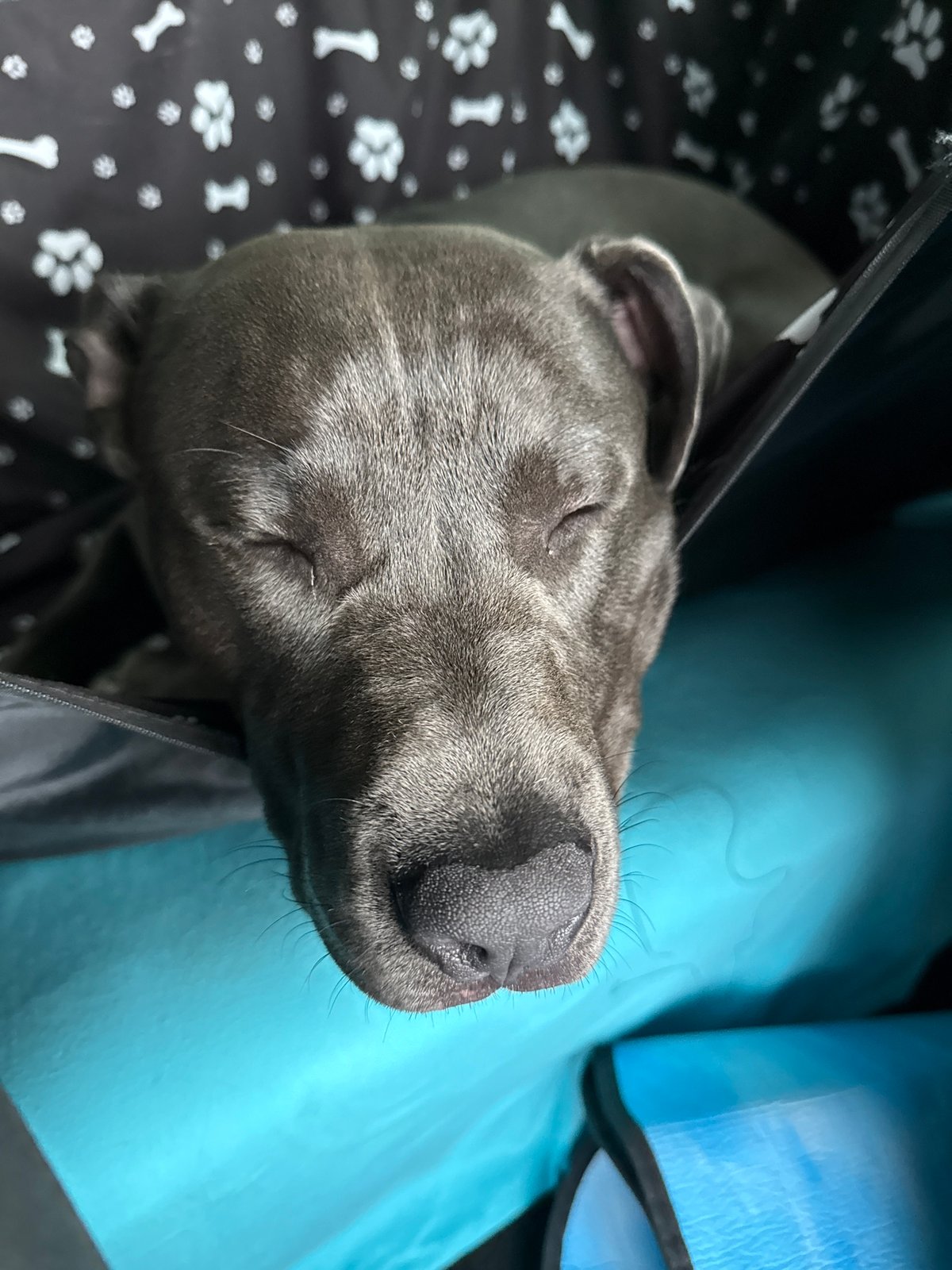 Dog sleeps peacefully in carrier in Aksakovo, Bulgaria