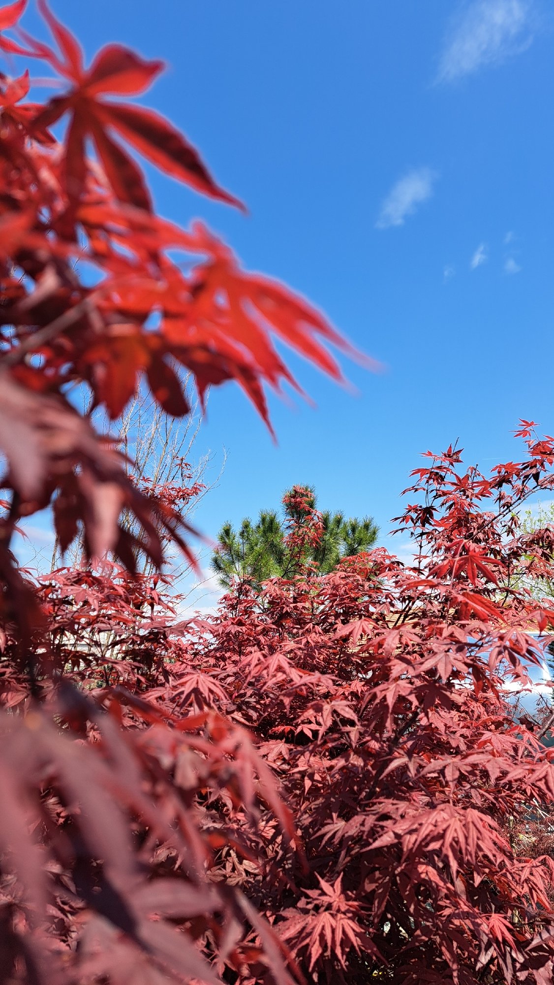 Spring tree canopy photography session captures diverse foliage varieties