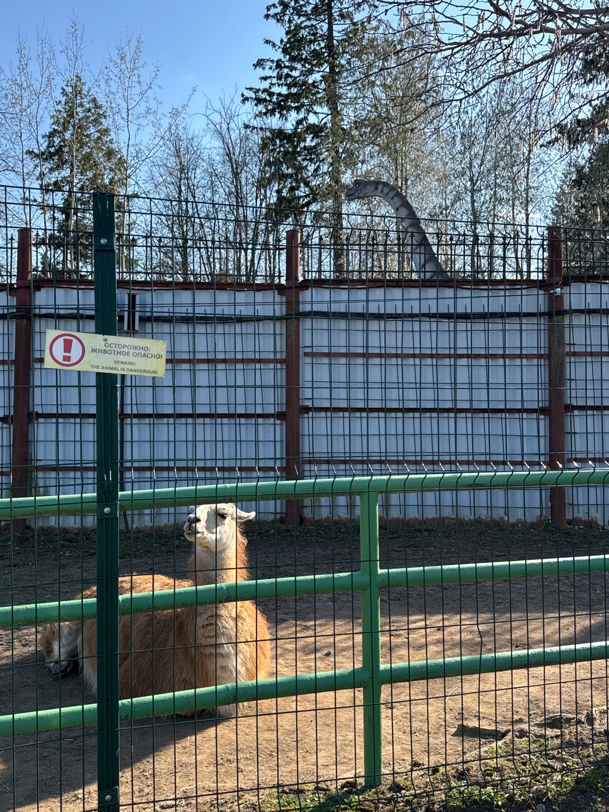 Families visit llama exhibit at Izhevsk zoo facility