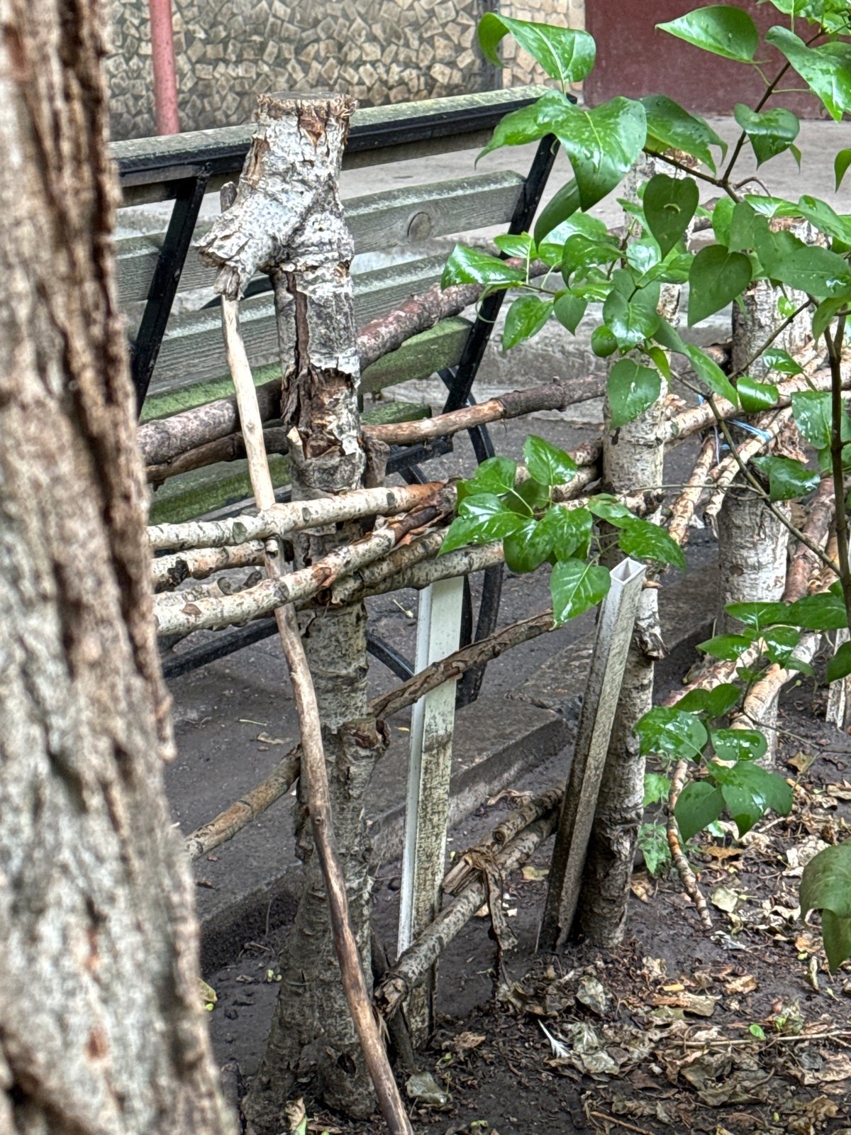 Post-rain details from a quiet neighborhood walk in Kryvyi Rih