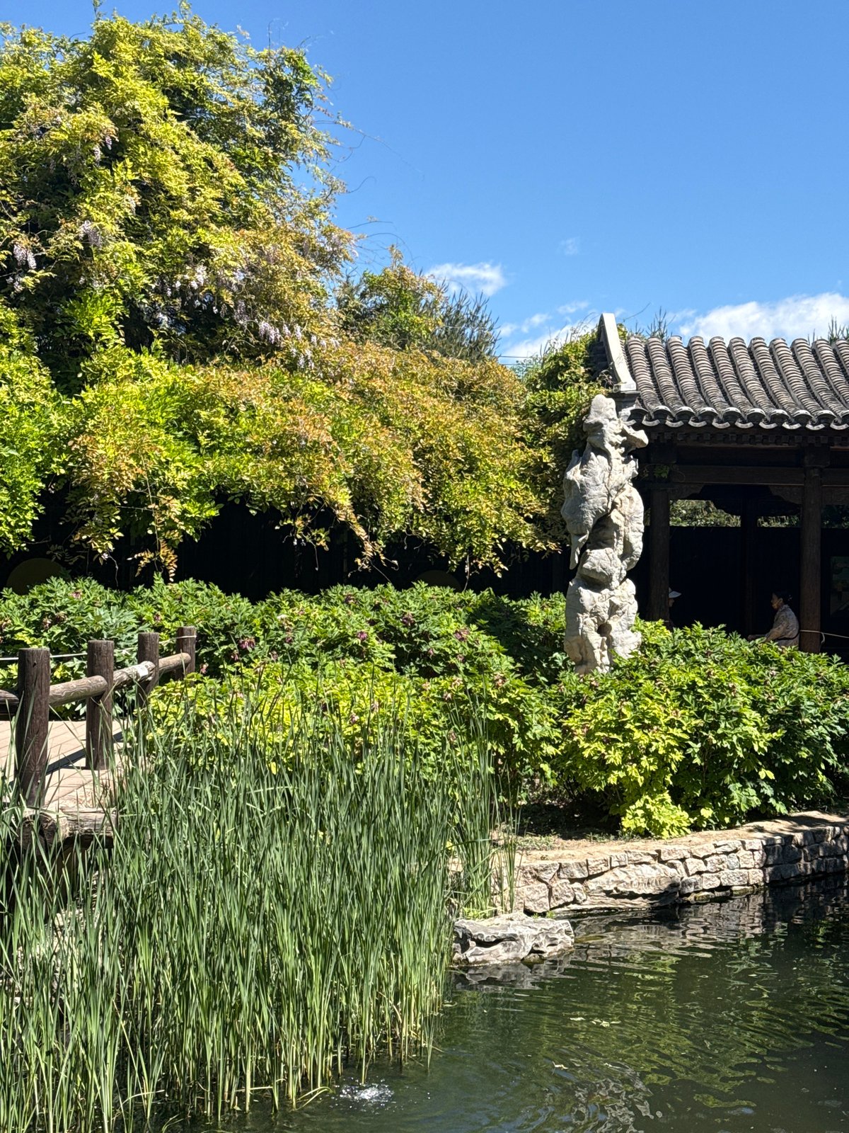 Early morning birdwatcher enjoys spring blooms at Beijing's Beihai Park