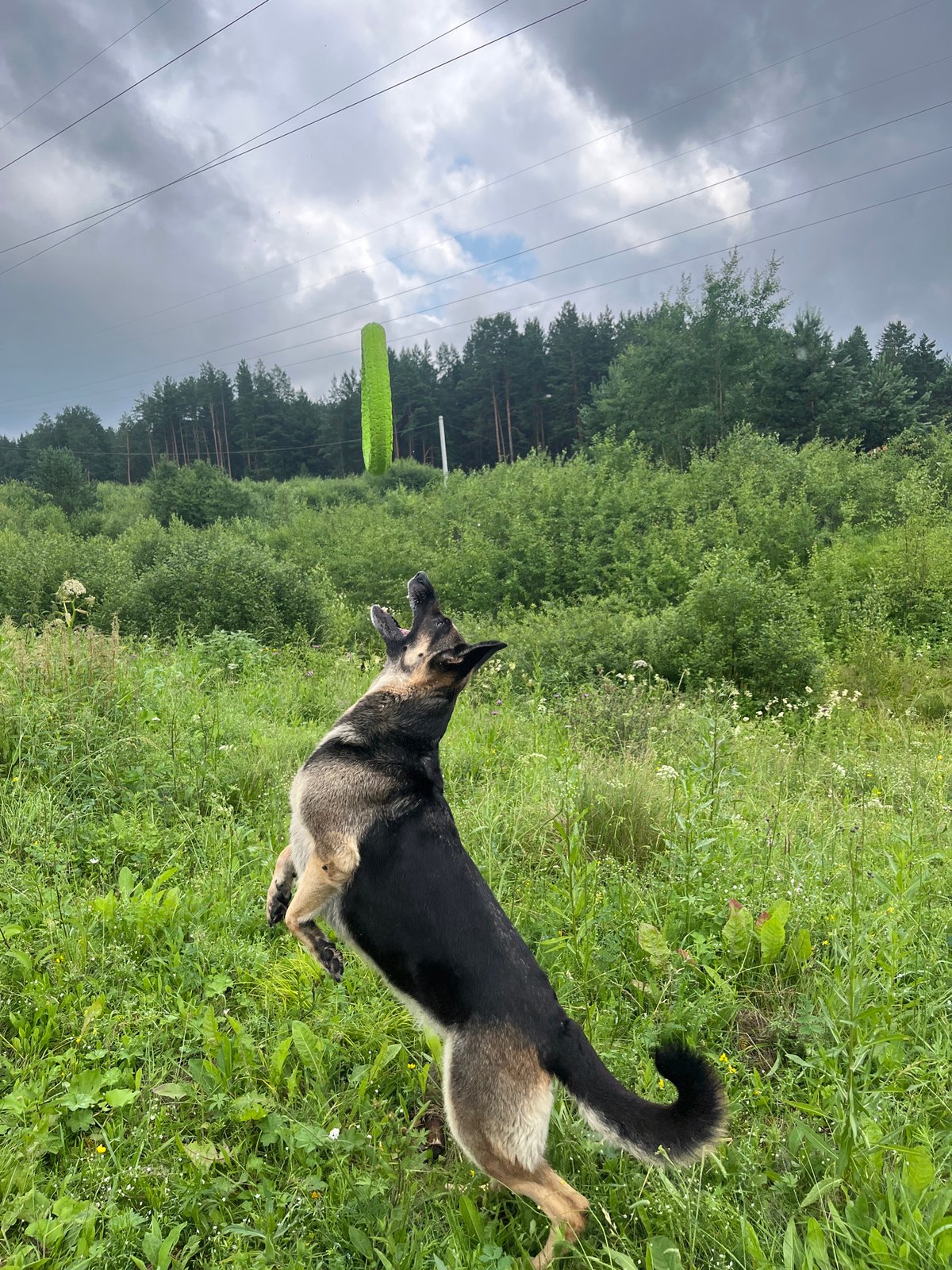 Dogs, bees, and wildflowers on a summer morning in Russia